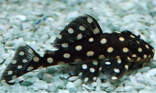 Pleco L147