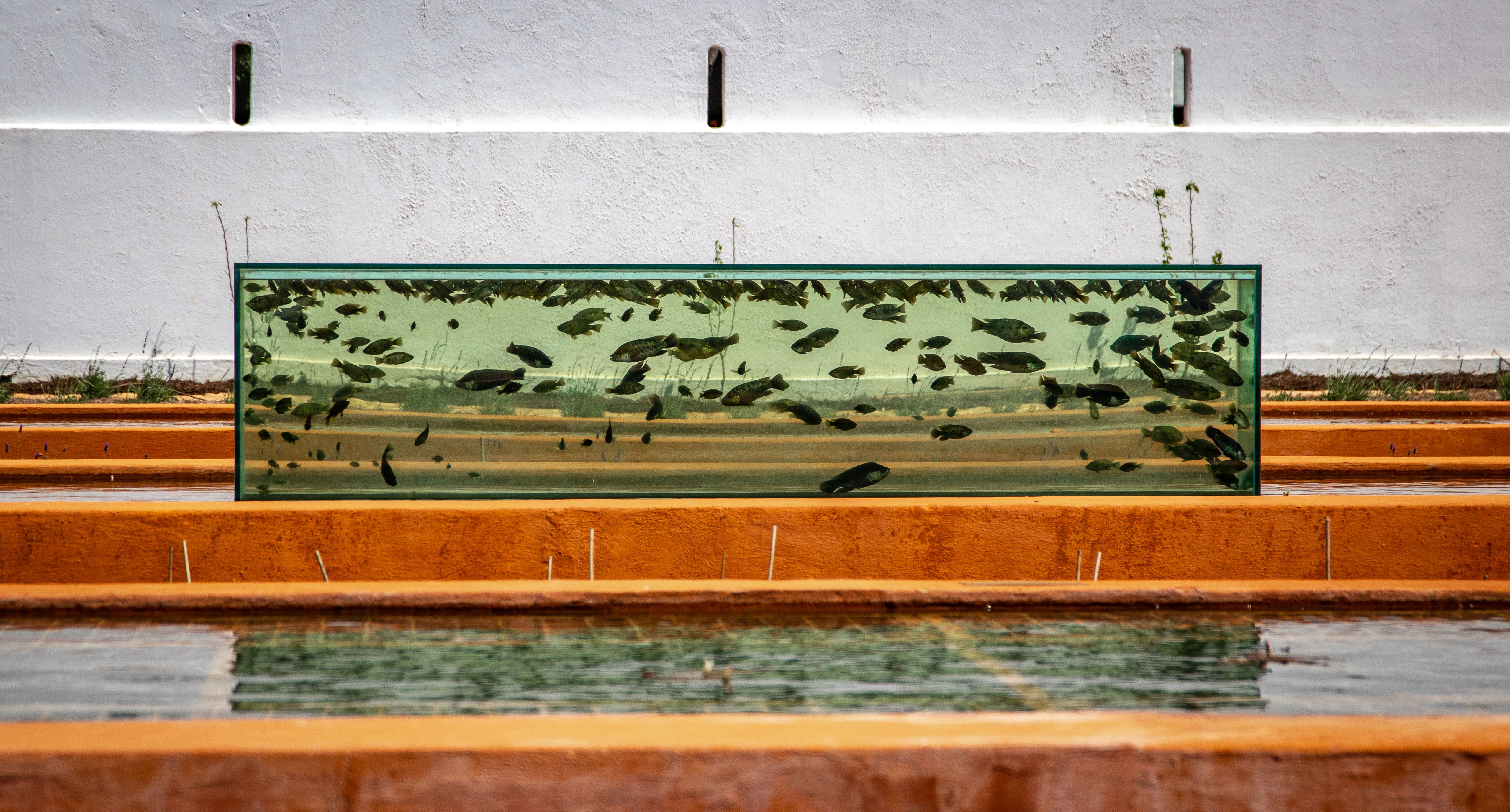 Ikan Hias Black River Tropical 001