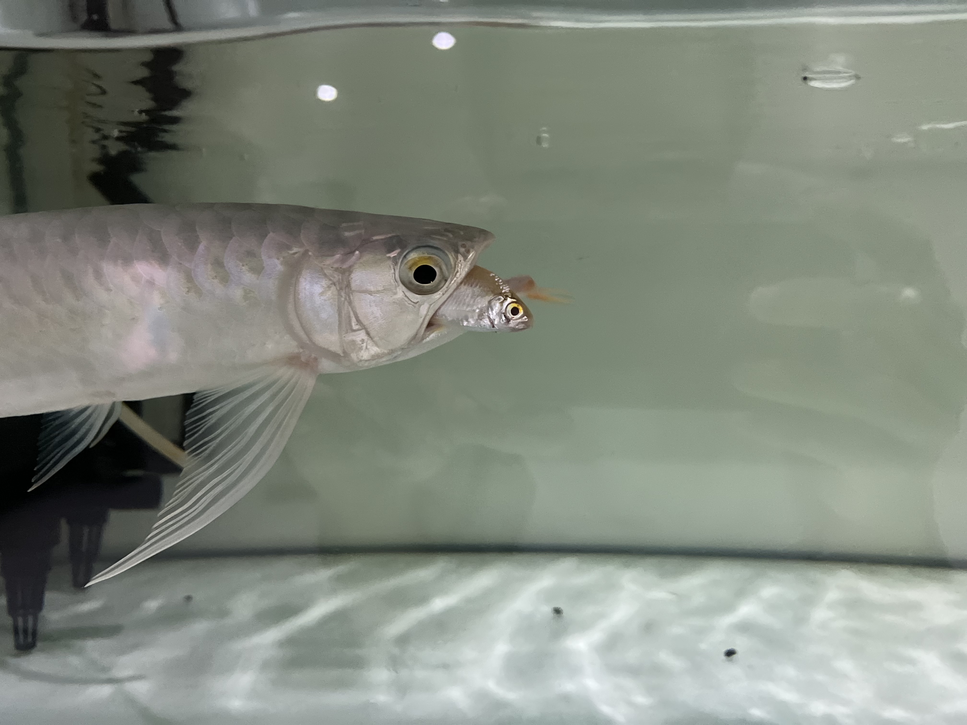 Ikan Hias Black River Tropical 002