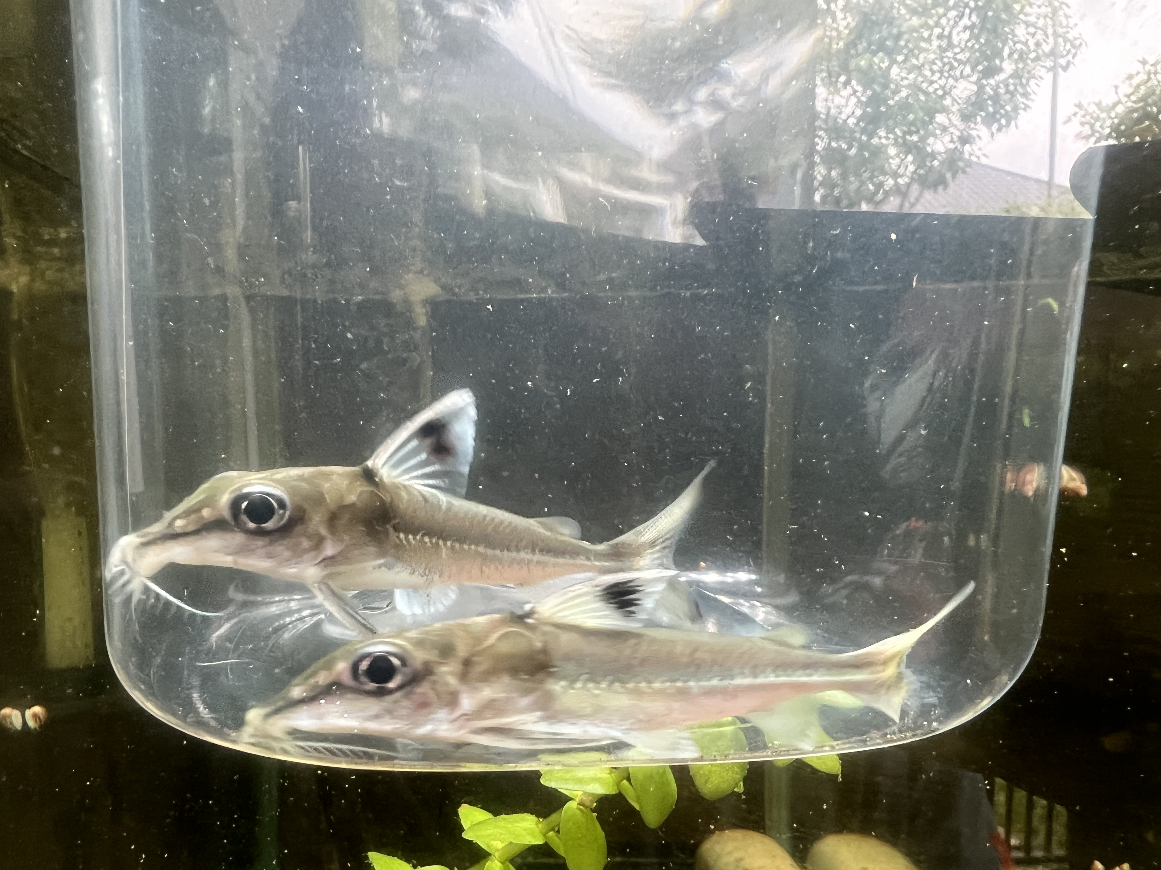 Ikan Hias Black River Tropical 006