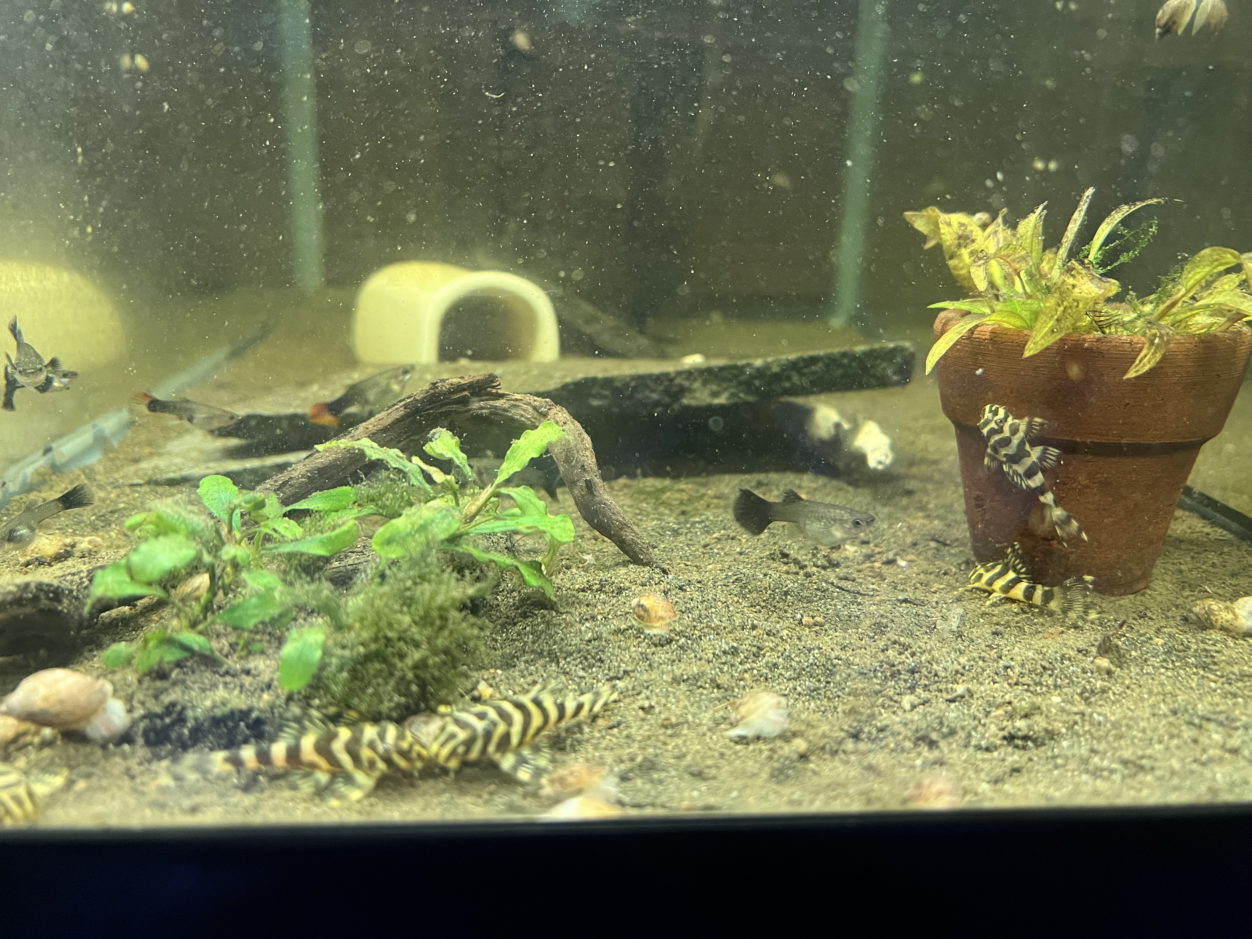 Ikan Hias Black River Tropical 008