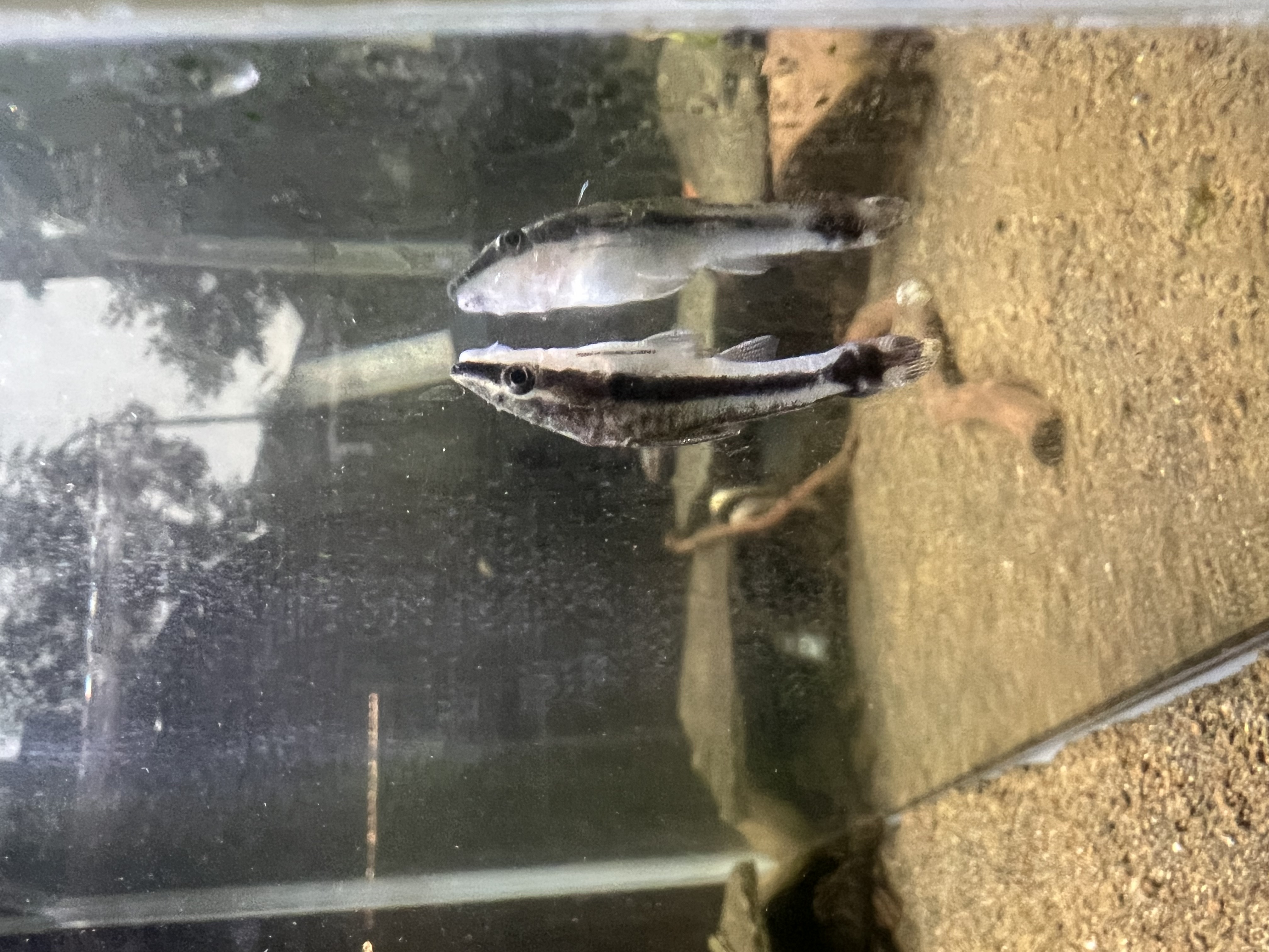 Ikan Hias Black River Tropical 009