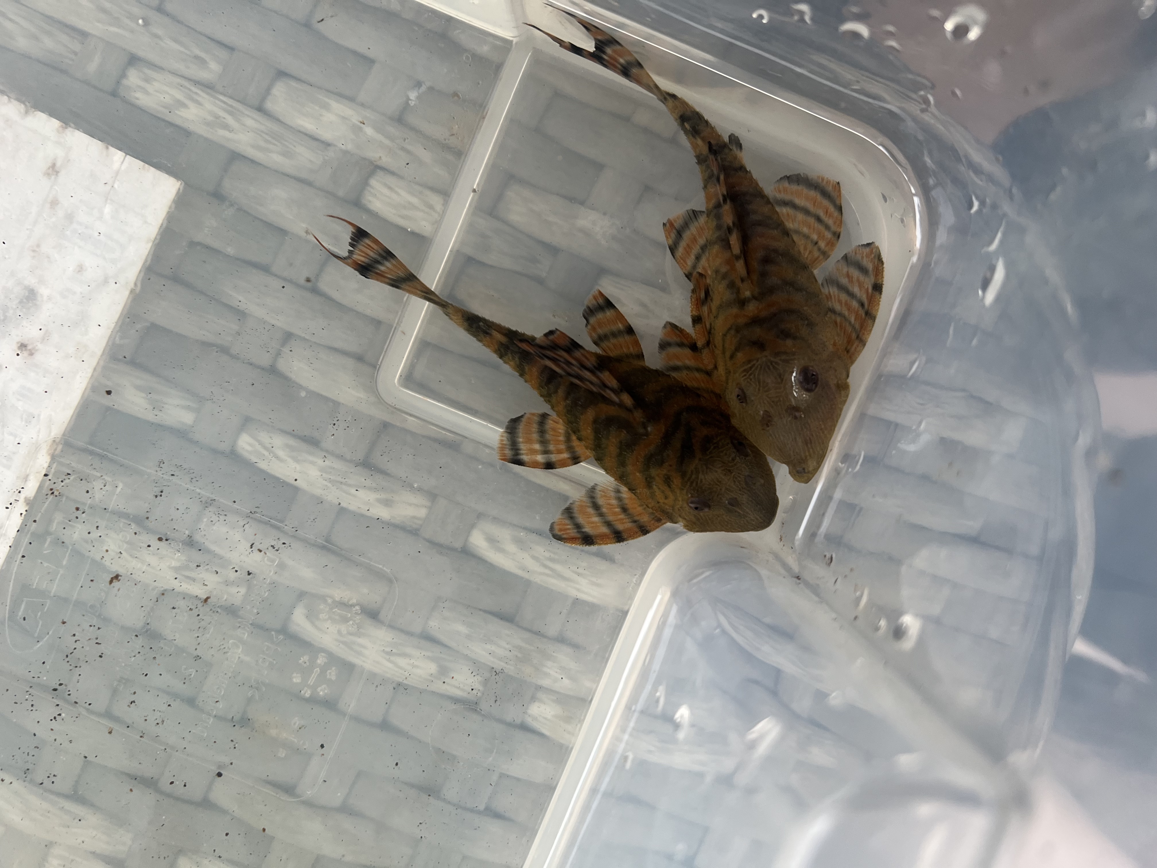 Ikan Hias Black River Tropical 011