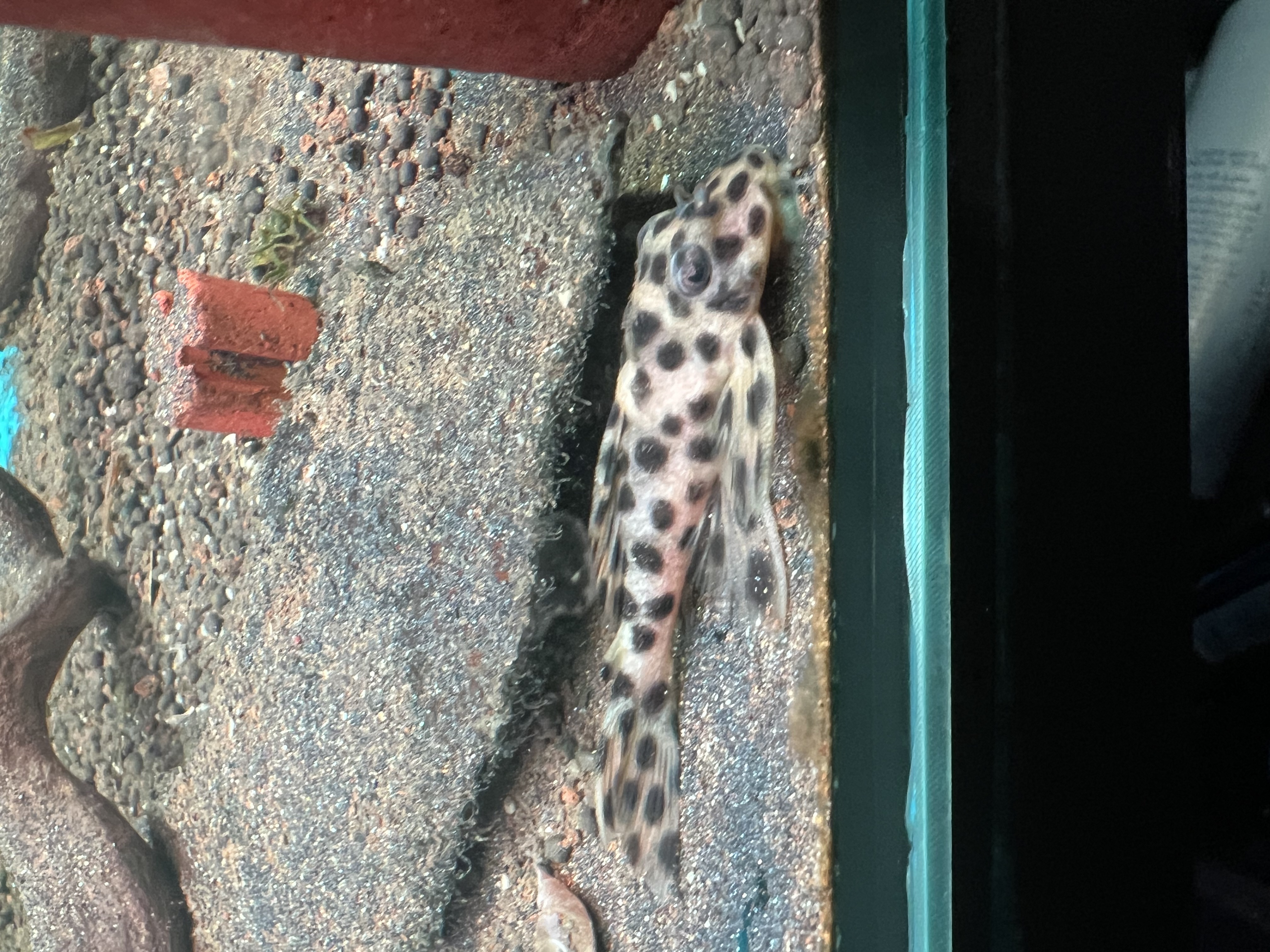 Ikan Hias Black River Tropical 013