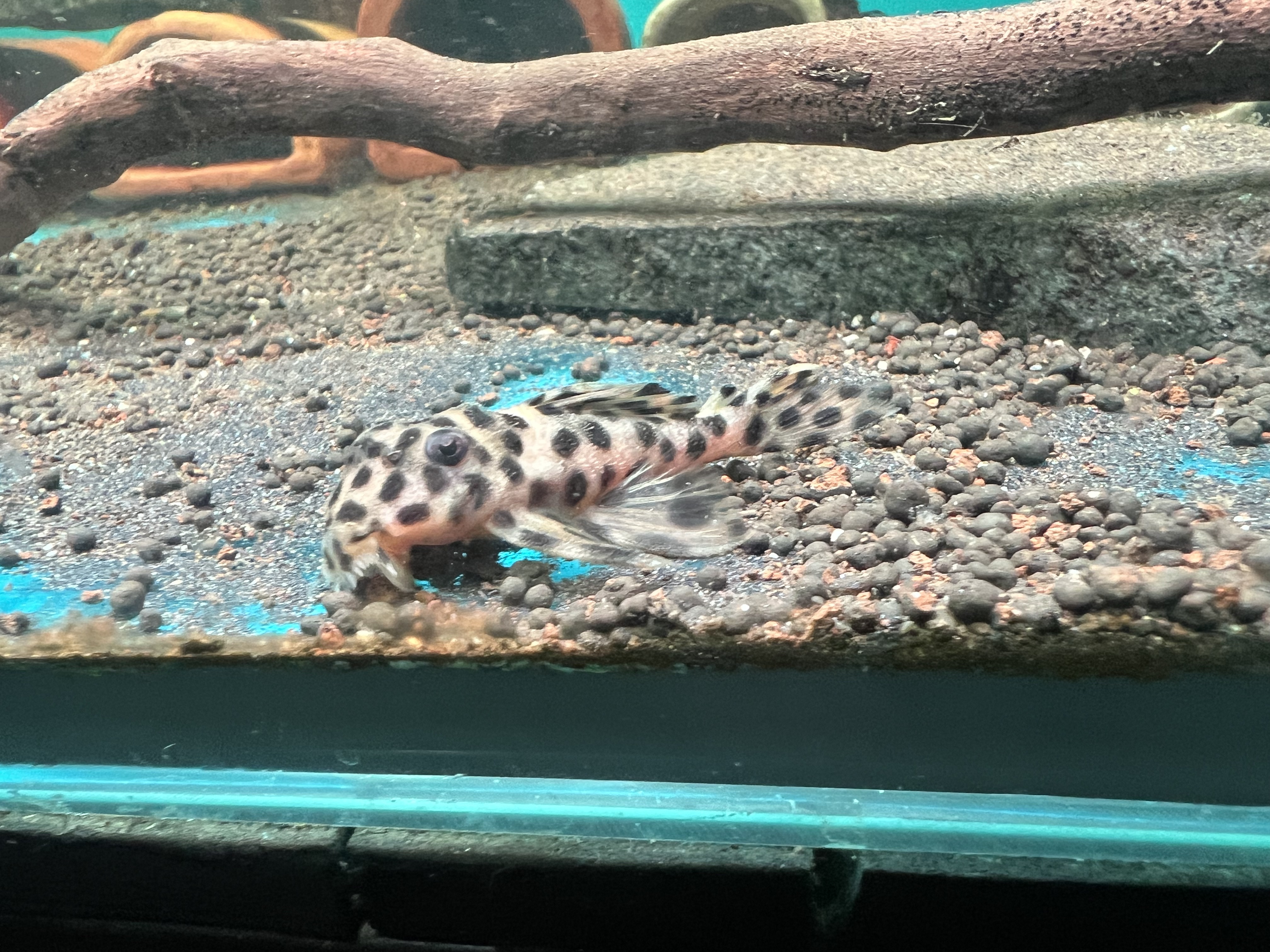 Ikan Hias Black River Tropical 014