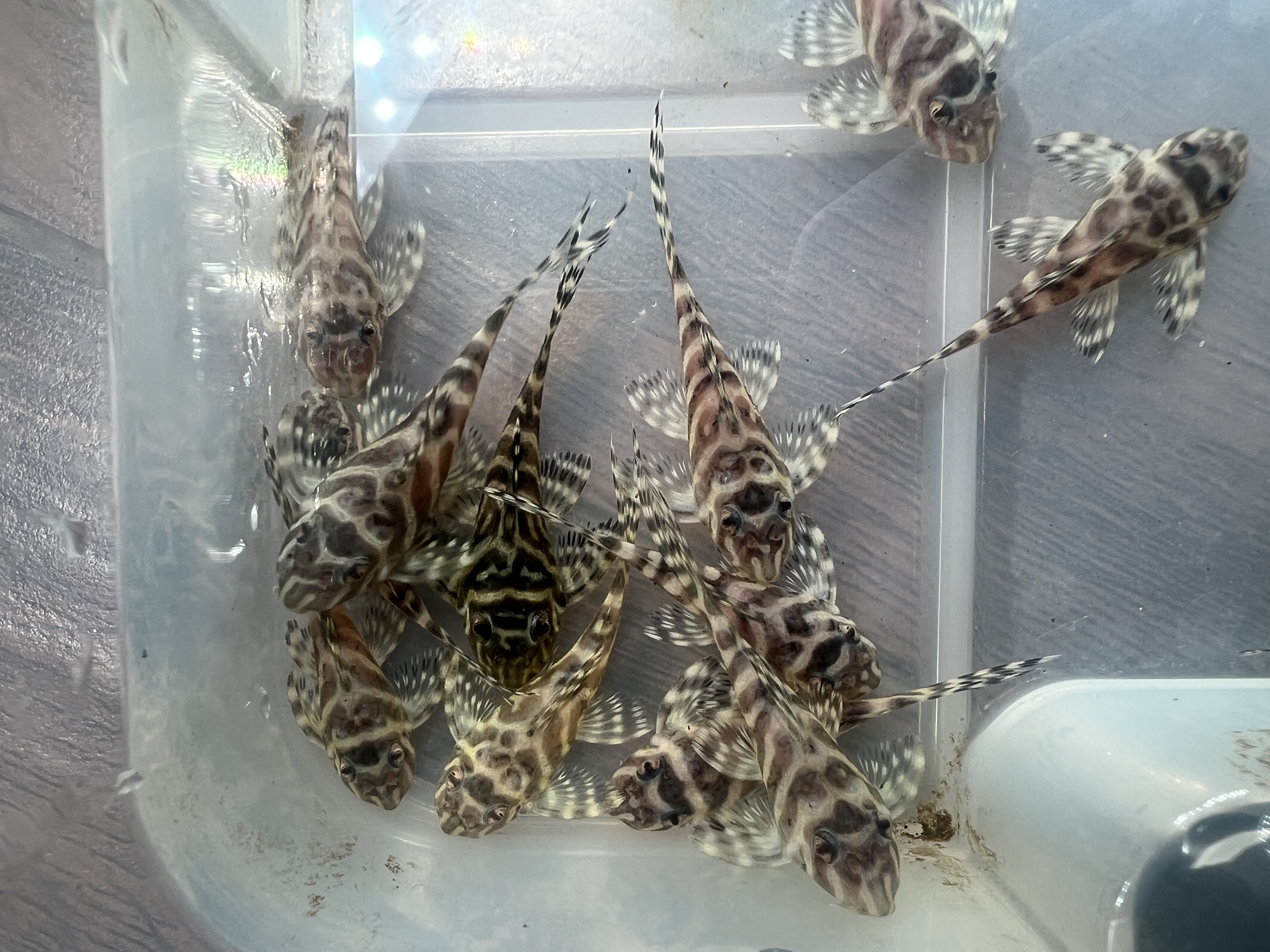 Ikan Hias Black River Tropical 015