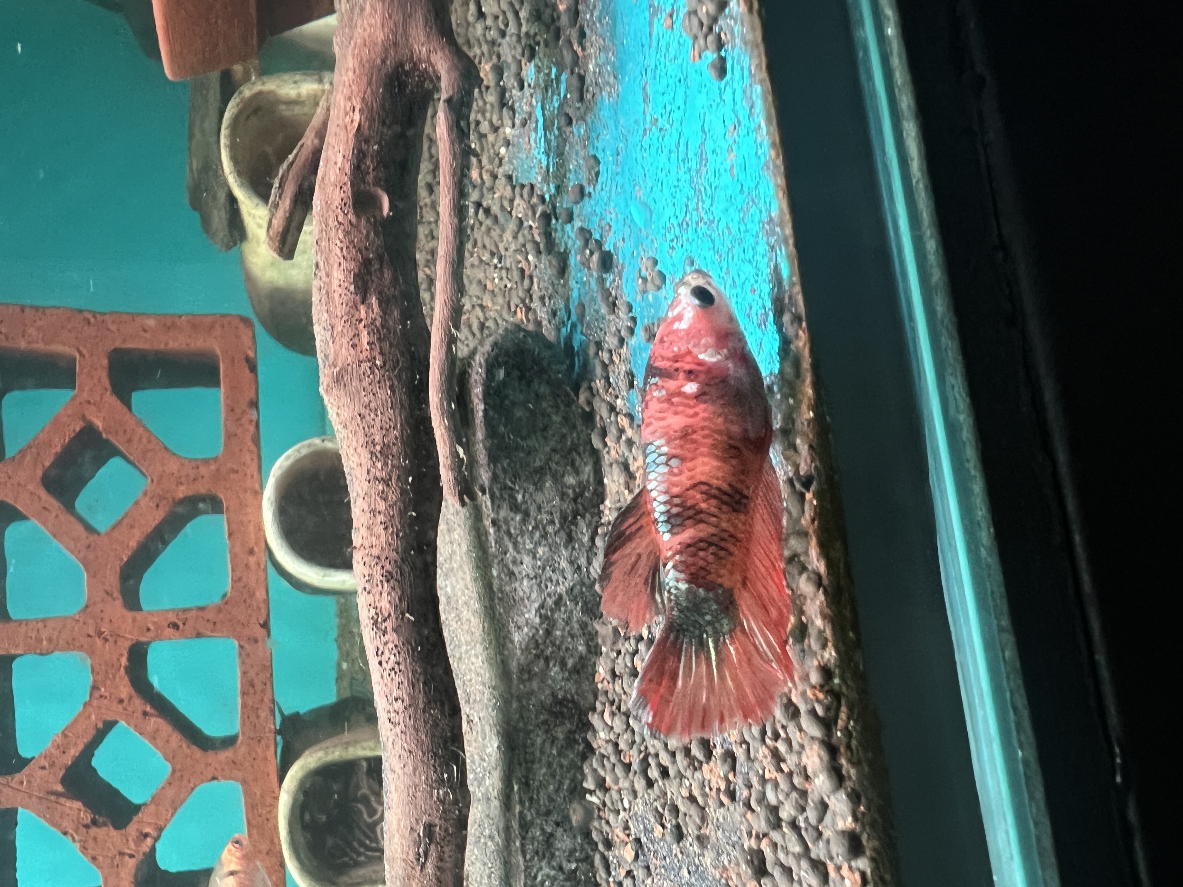 Ikan Hias Black River Tropical 018