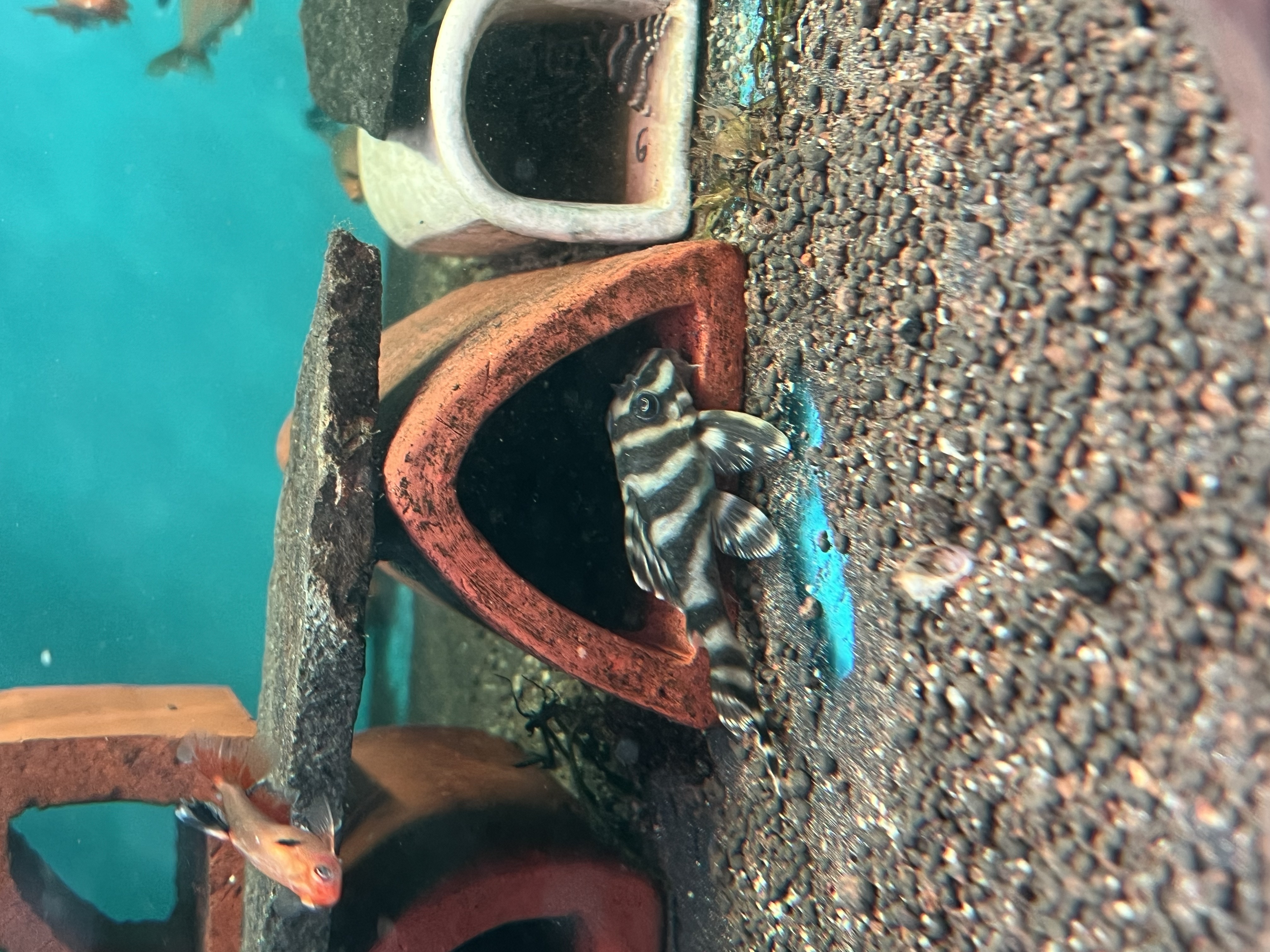 Ikan Hias Black River Tropical 021