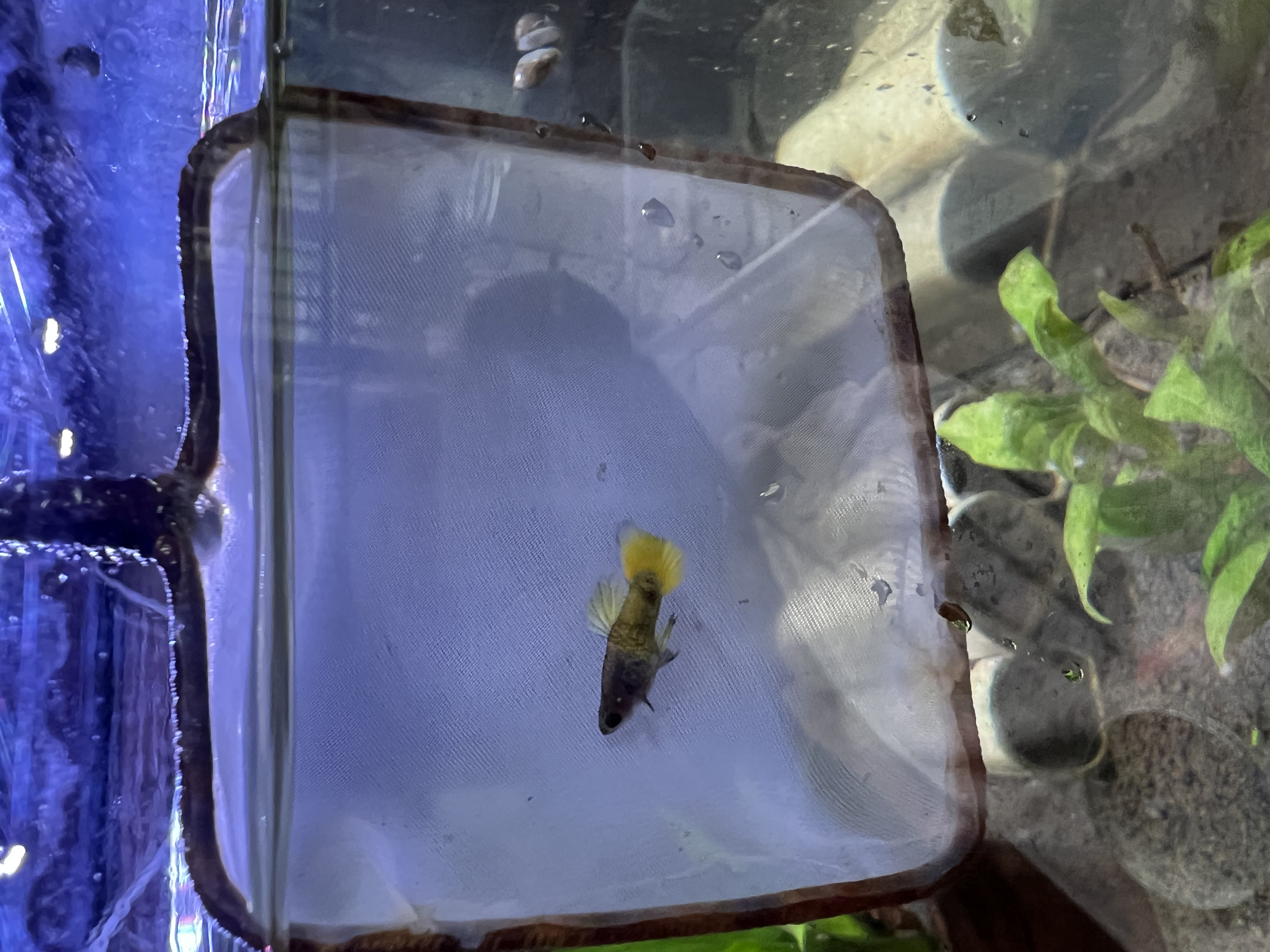 Ikan Hias Black River Tropical 025