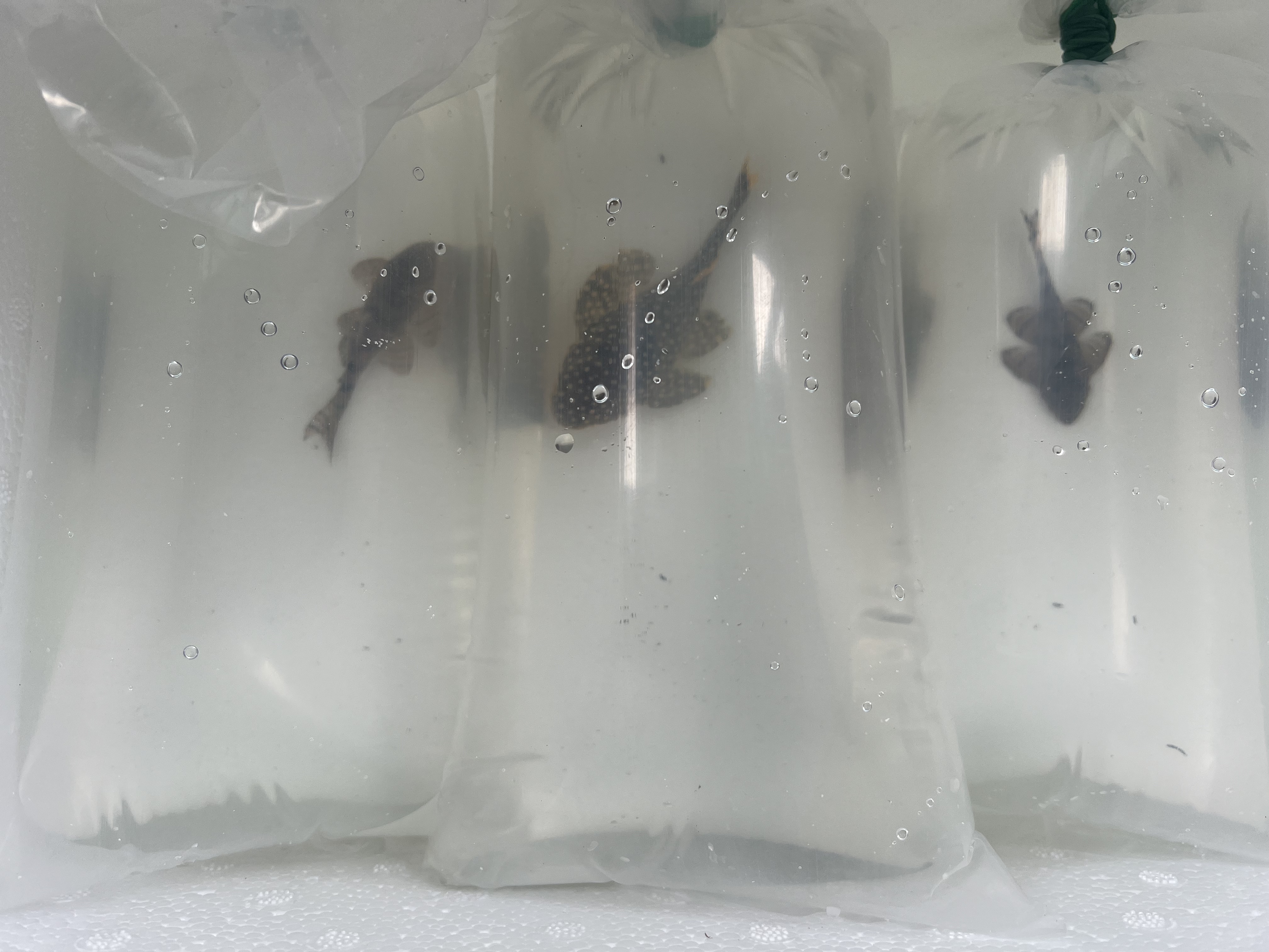 Ikan Hias Black River Tropical 027