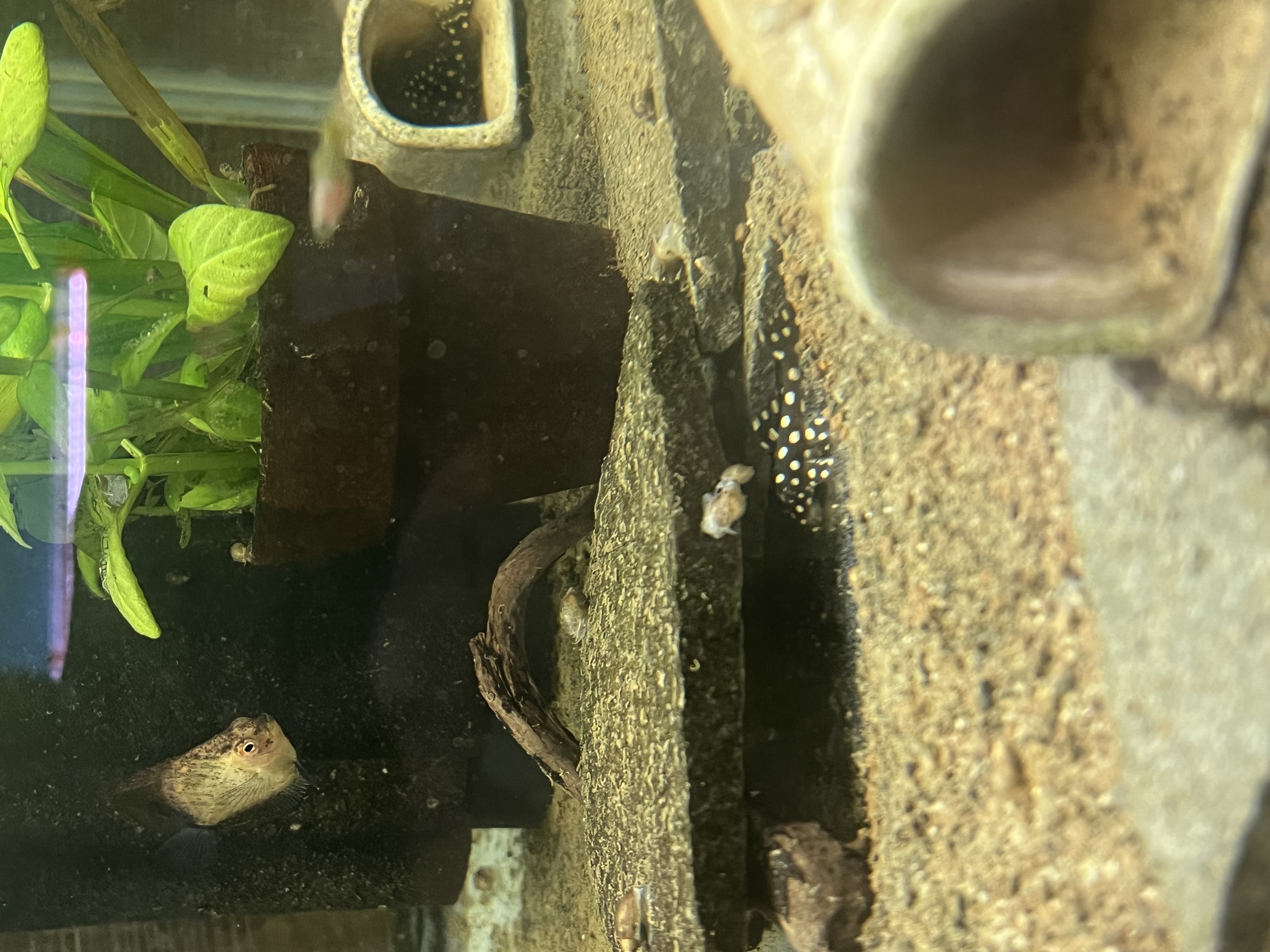 Ikan Hias Black River Tropical 028
