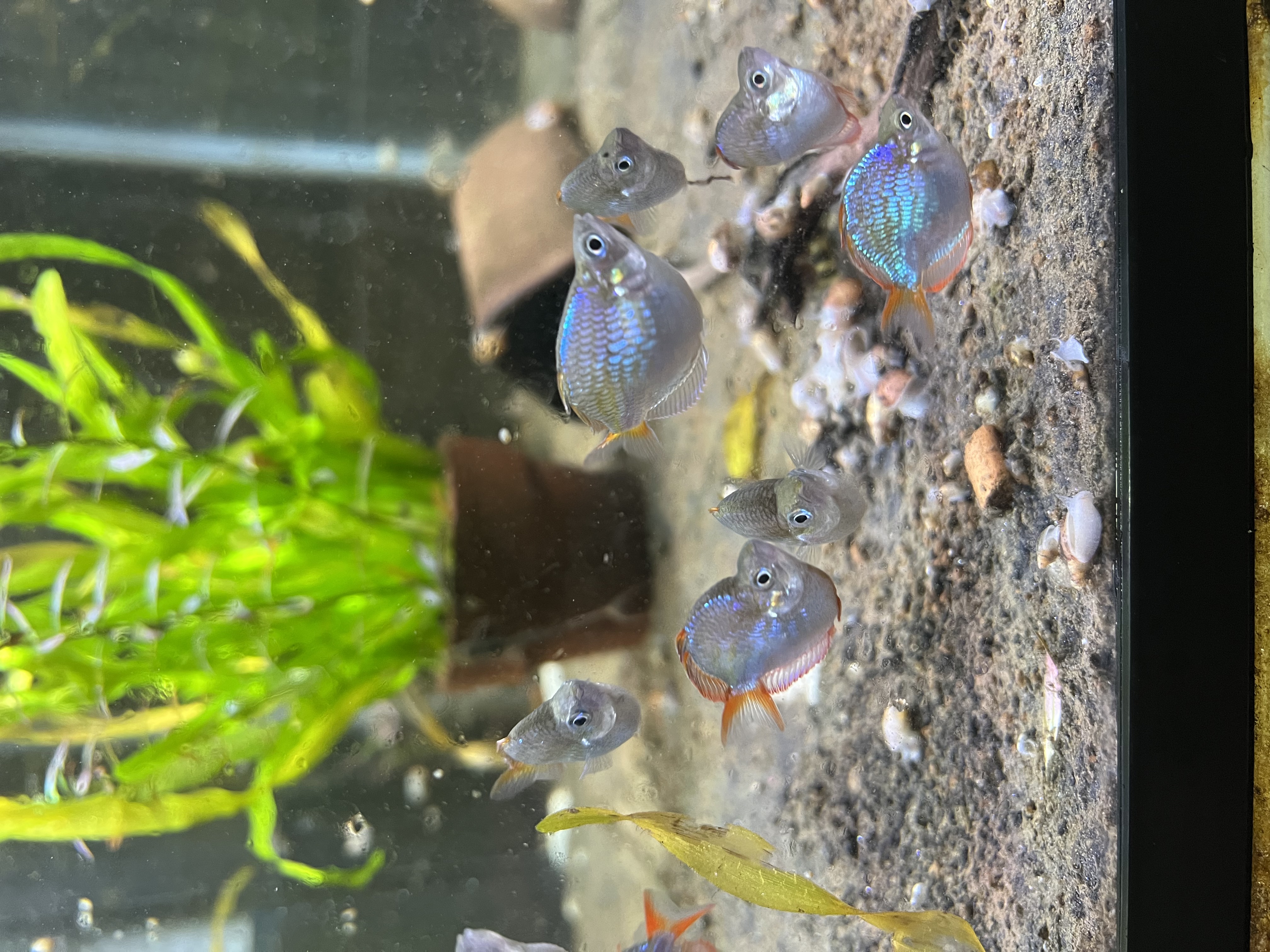 Ikan Hias Black River Tropical 029