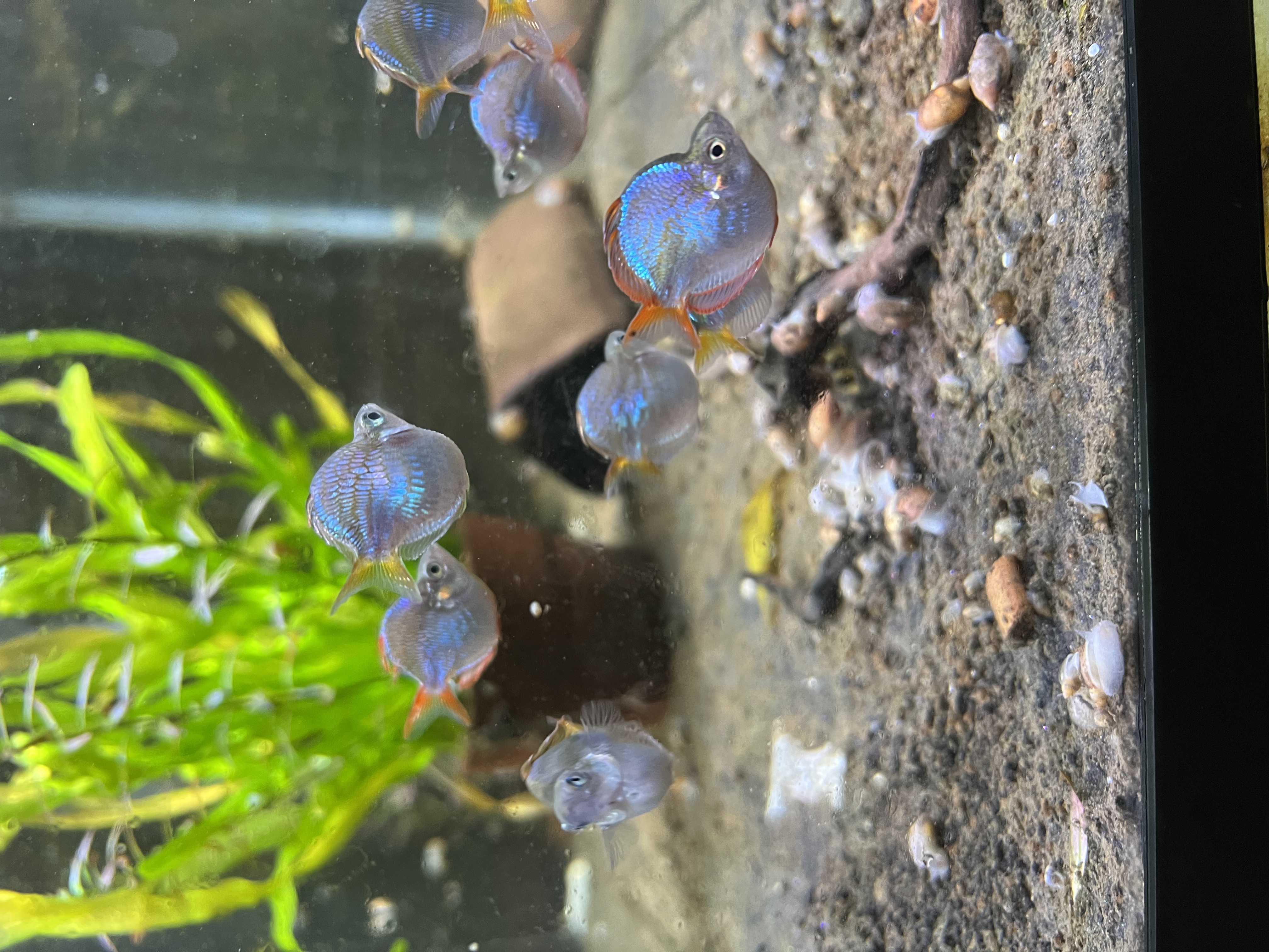 Ikan Hias Black River Tropical 030