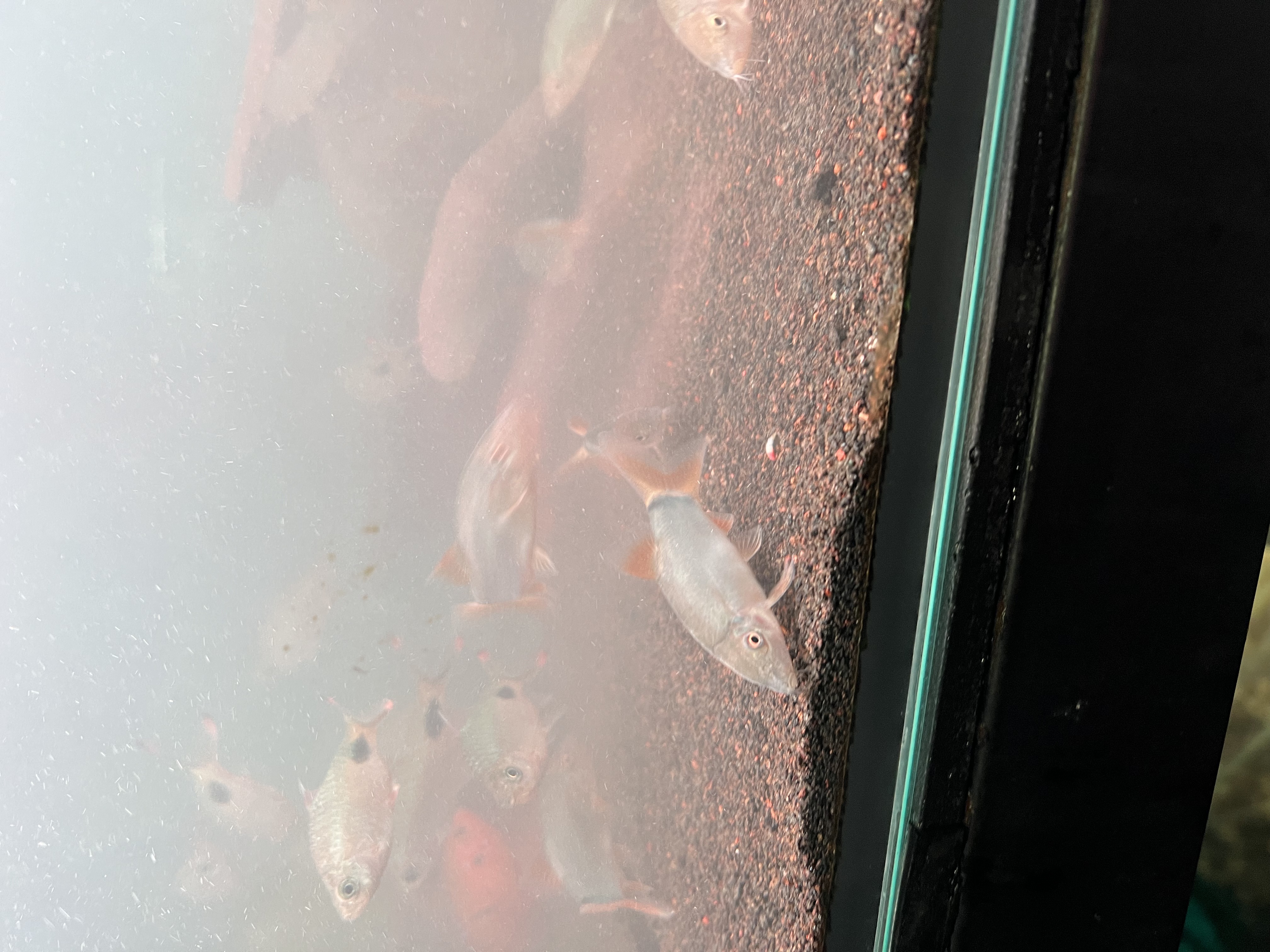 Ikan Hias Black River Tropical 031