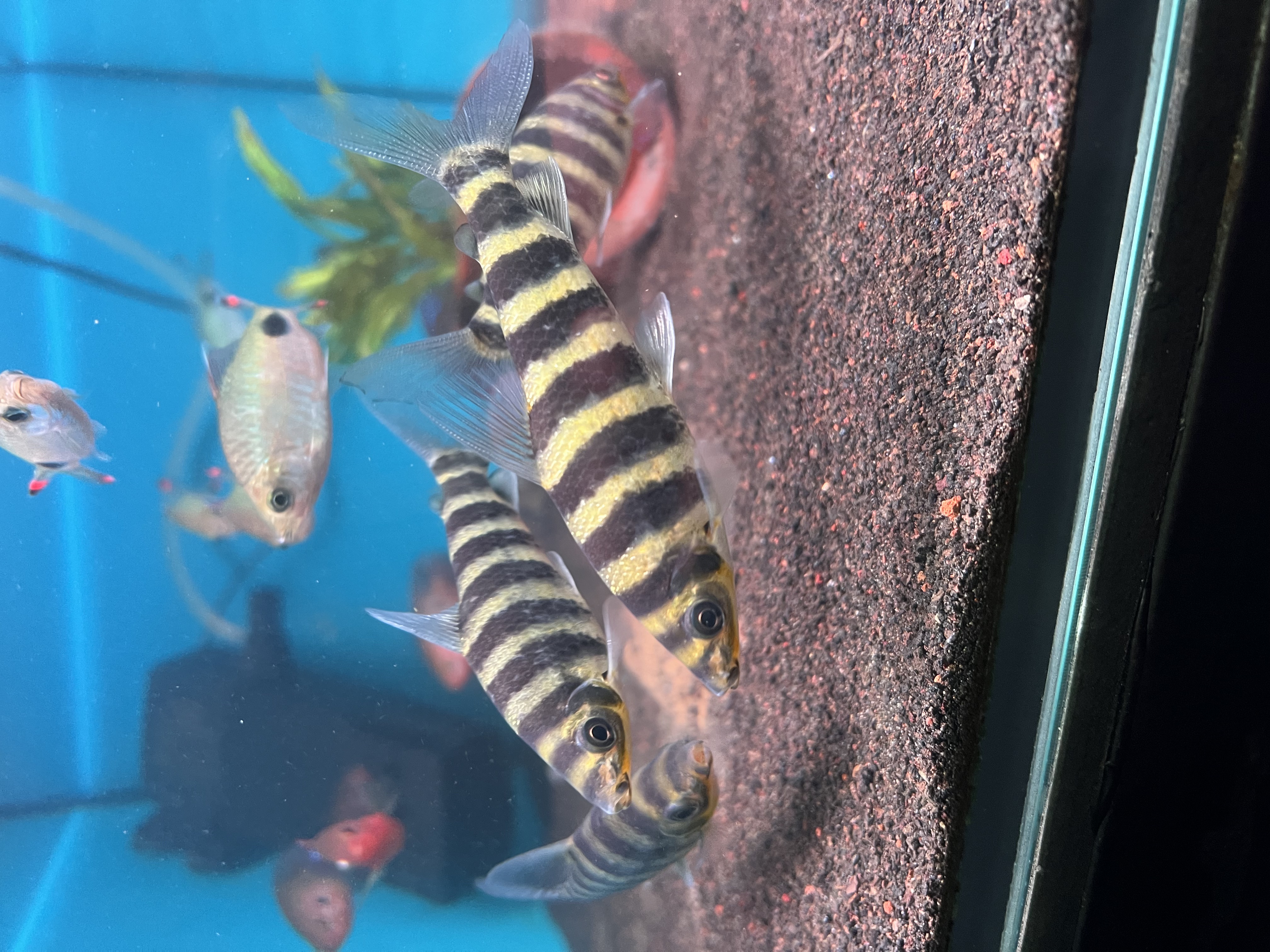 Ikan Hias Black River Tropical 033