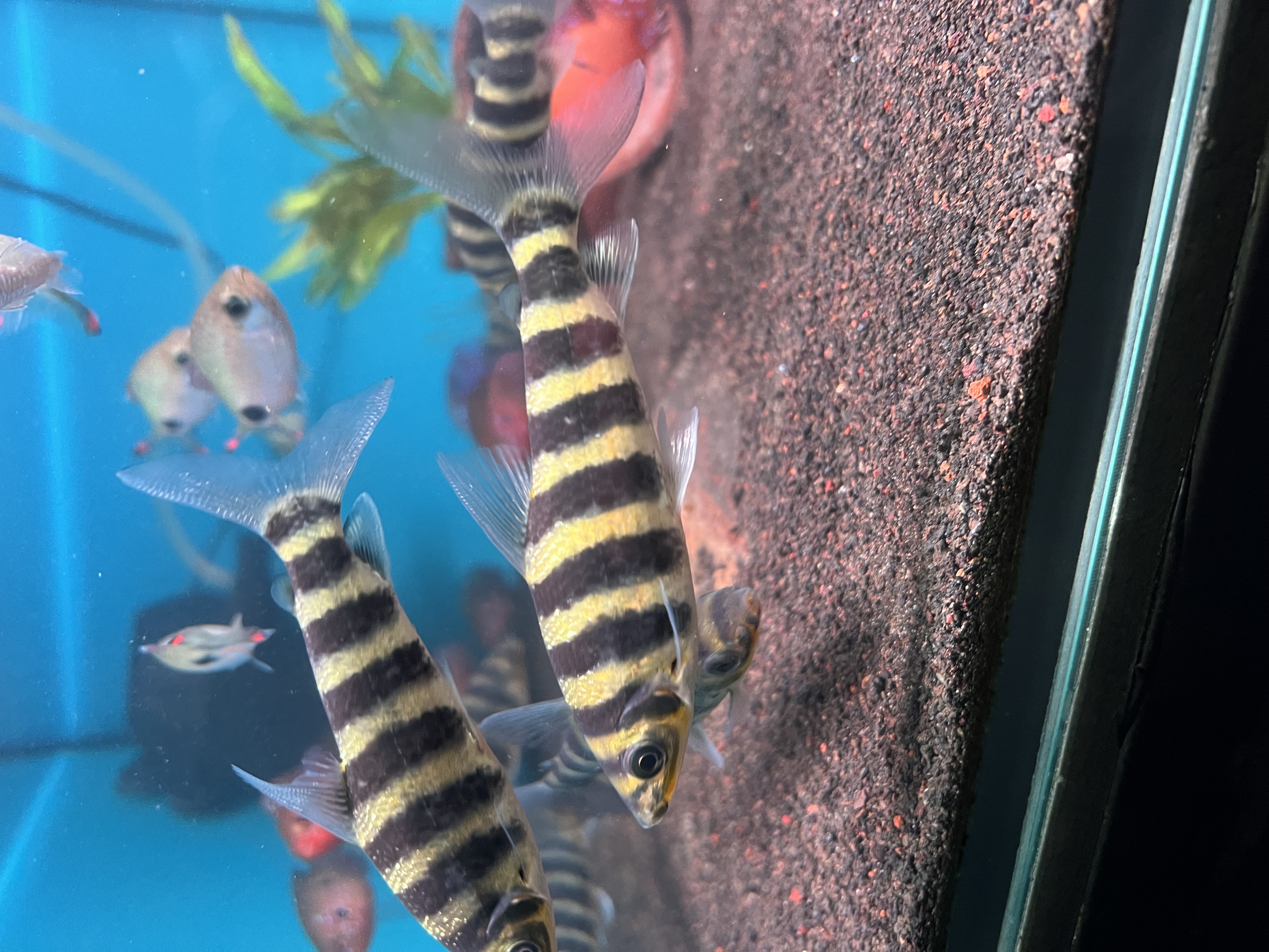 Ikan Hias Black River Tropical 034