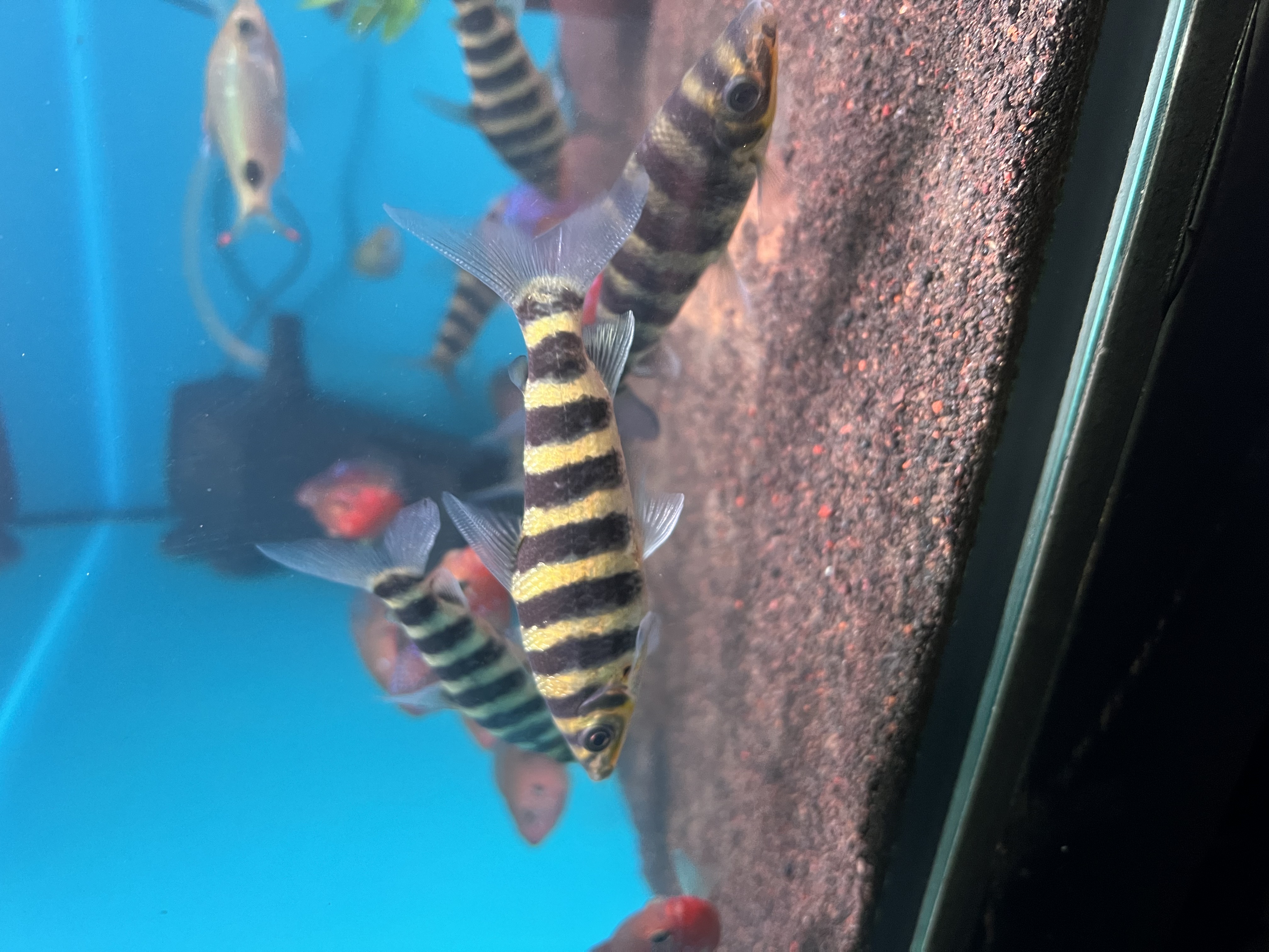 Ikan Hias Black River Tropical 035