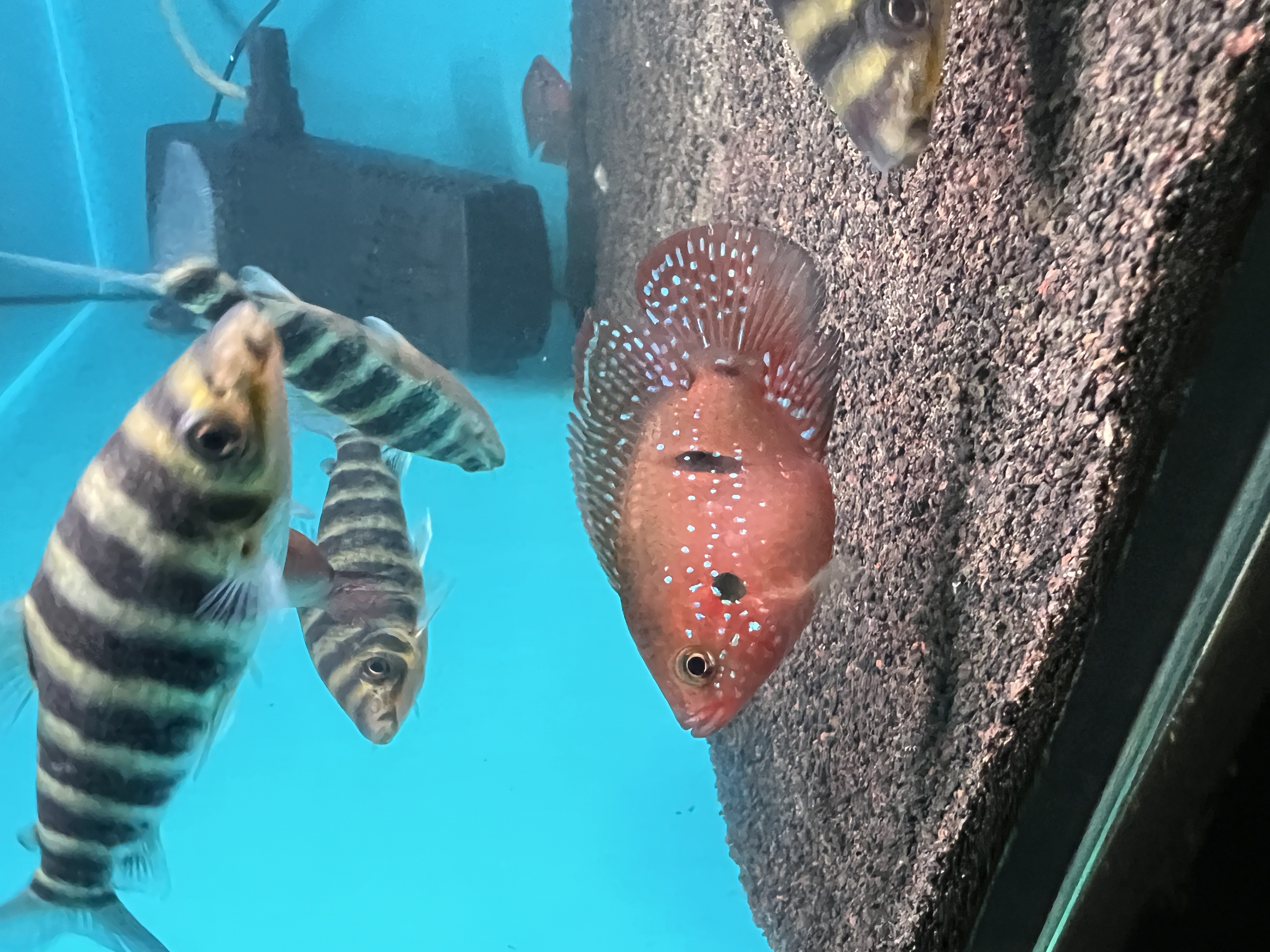 Ikan Hias Black River Tropical 036