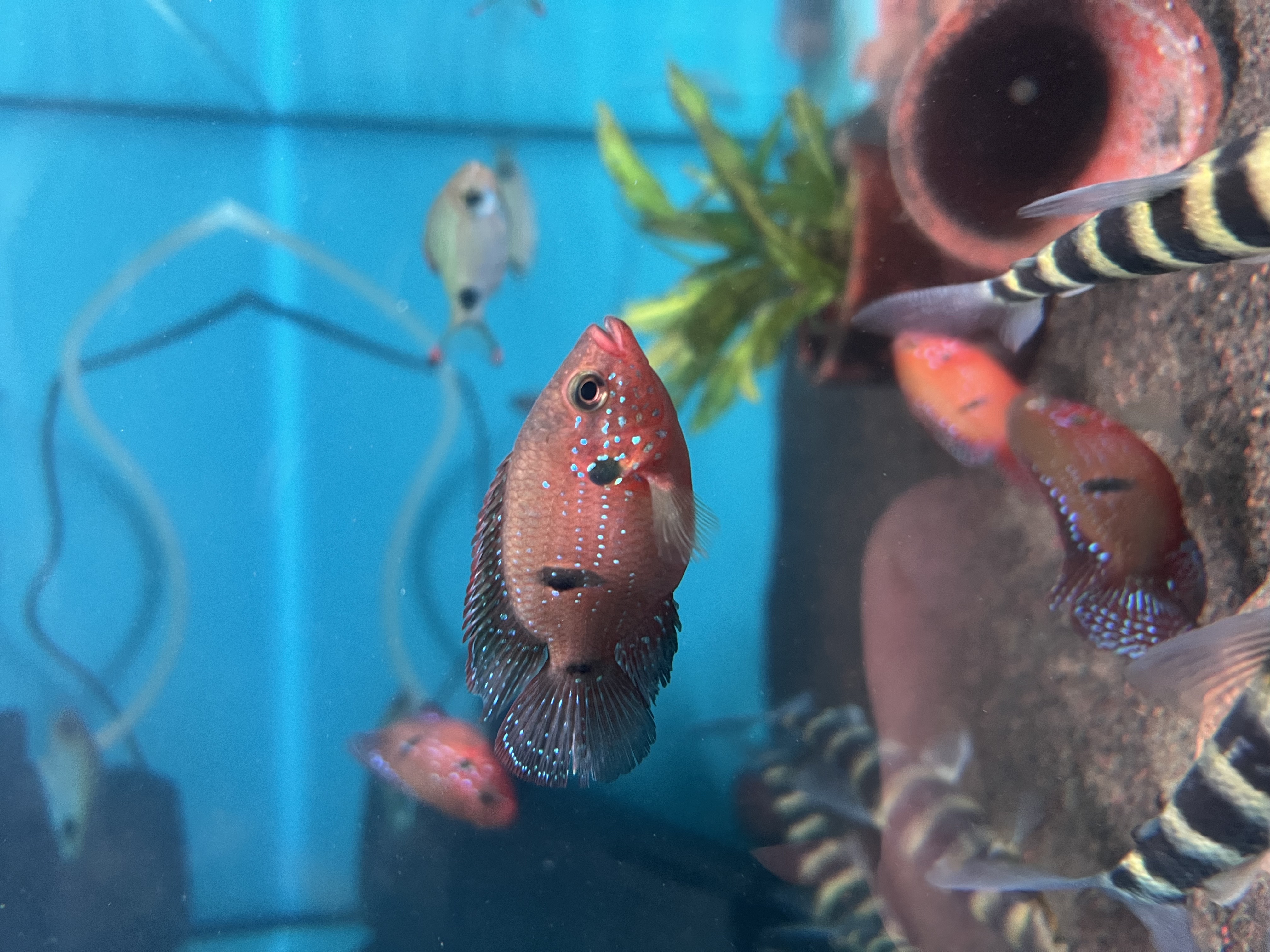 Ikan Hias Black River Tropical 038