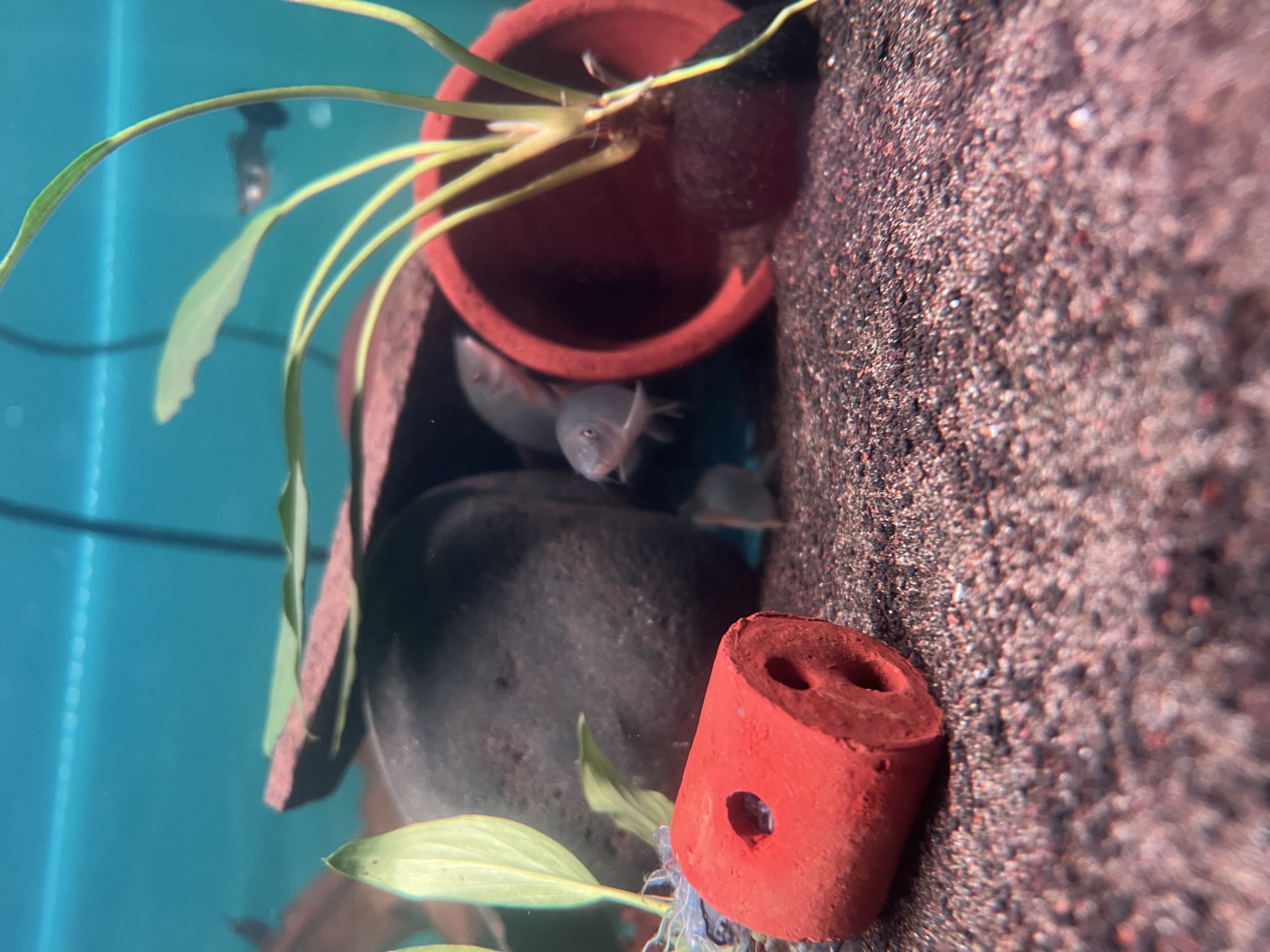 Ikan Hias Black River Tropical 040