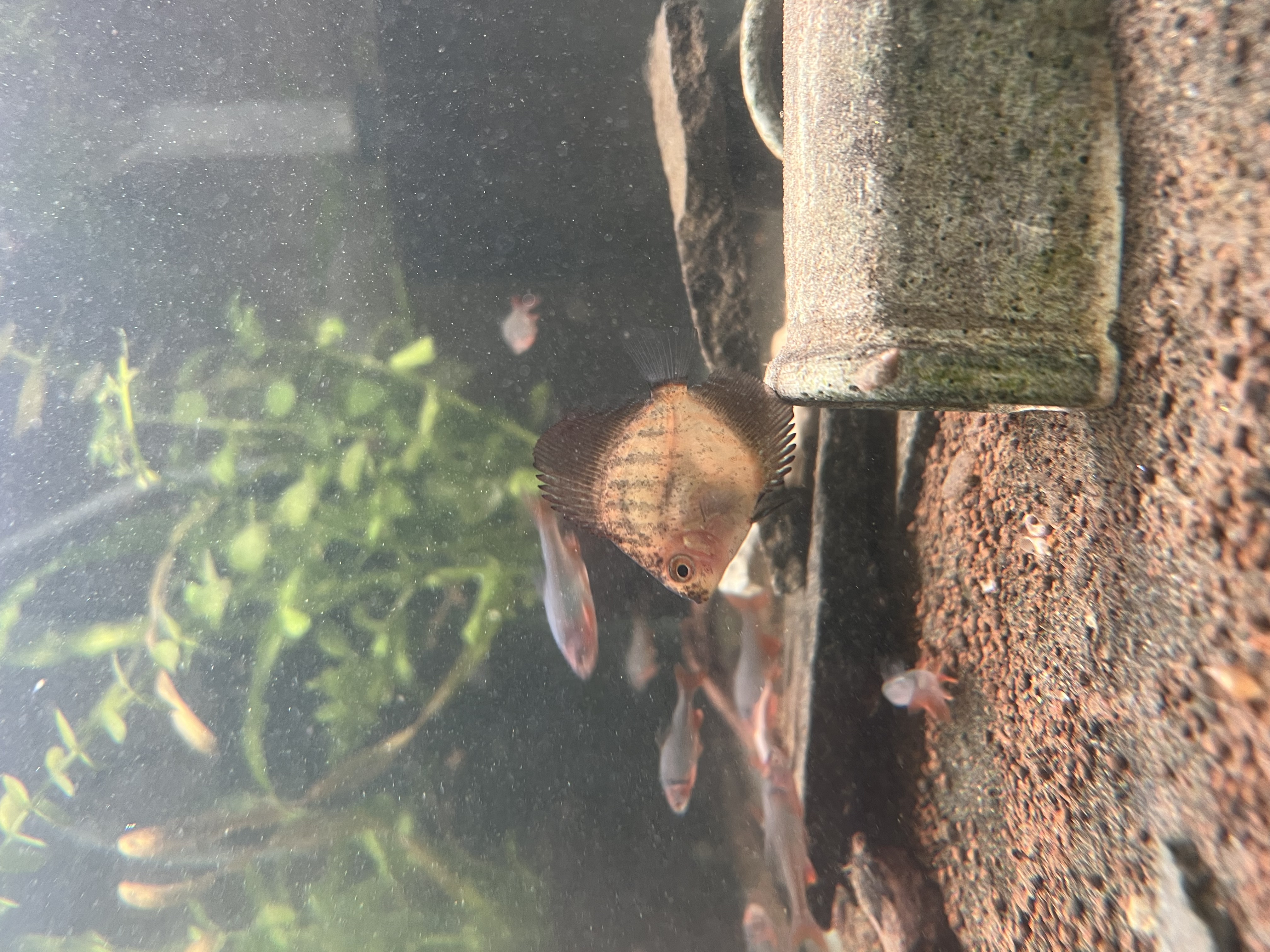 Ikan Hias Black River Tropical 041