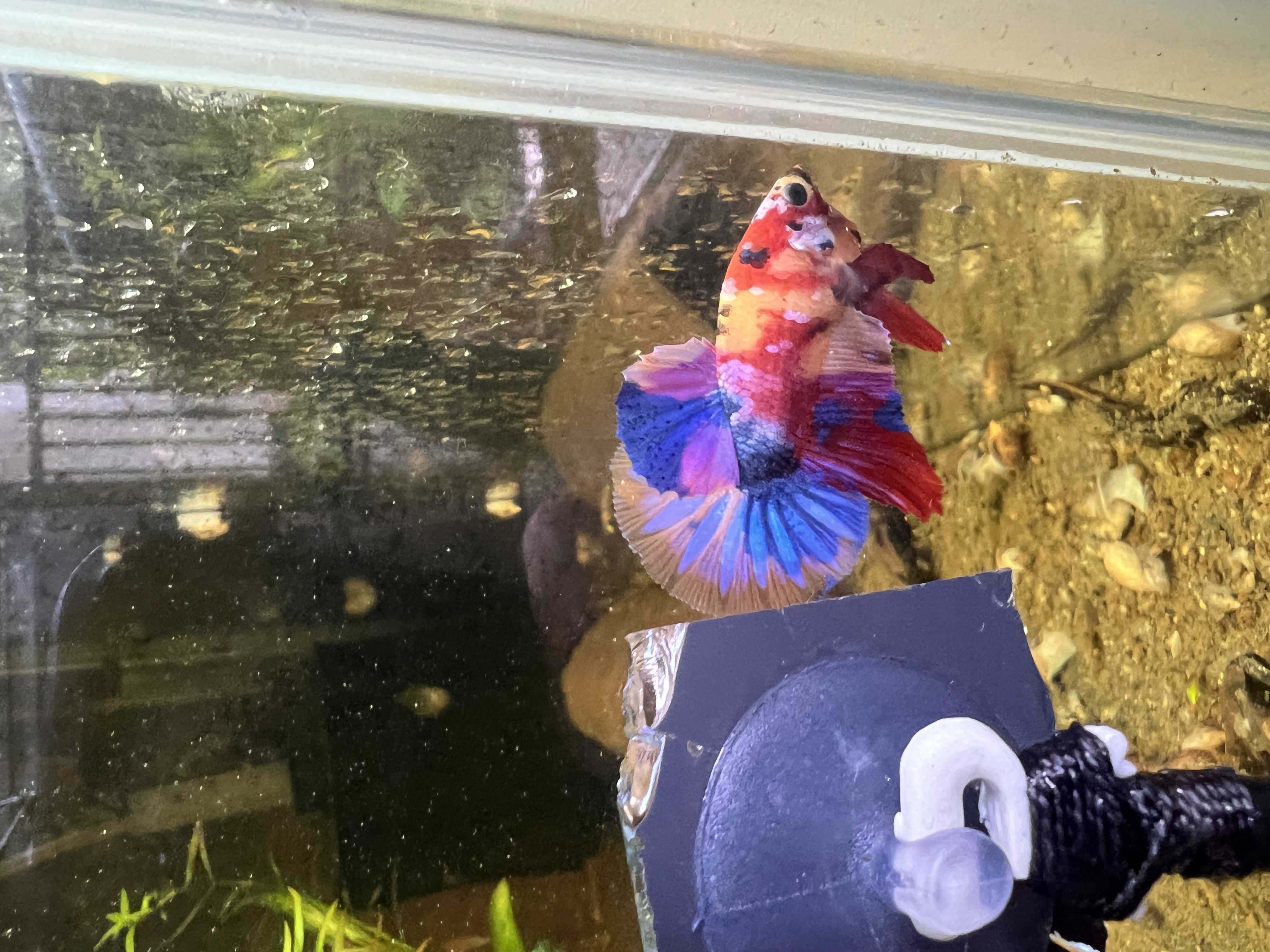 Ikan Hias Black River Tropical 042
