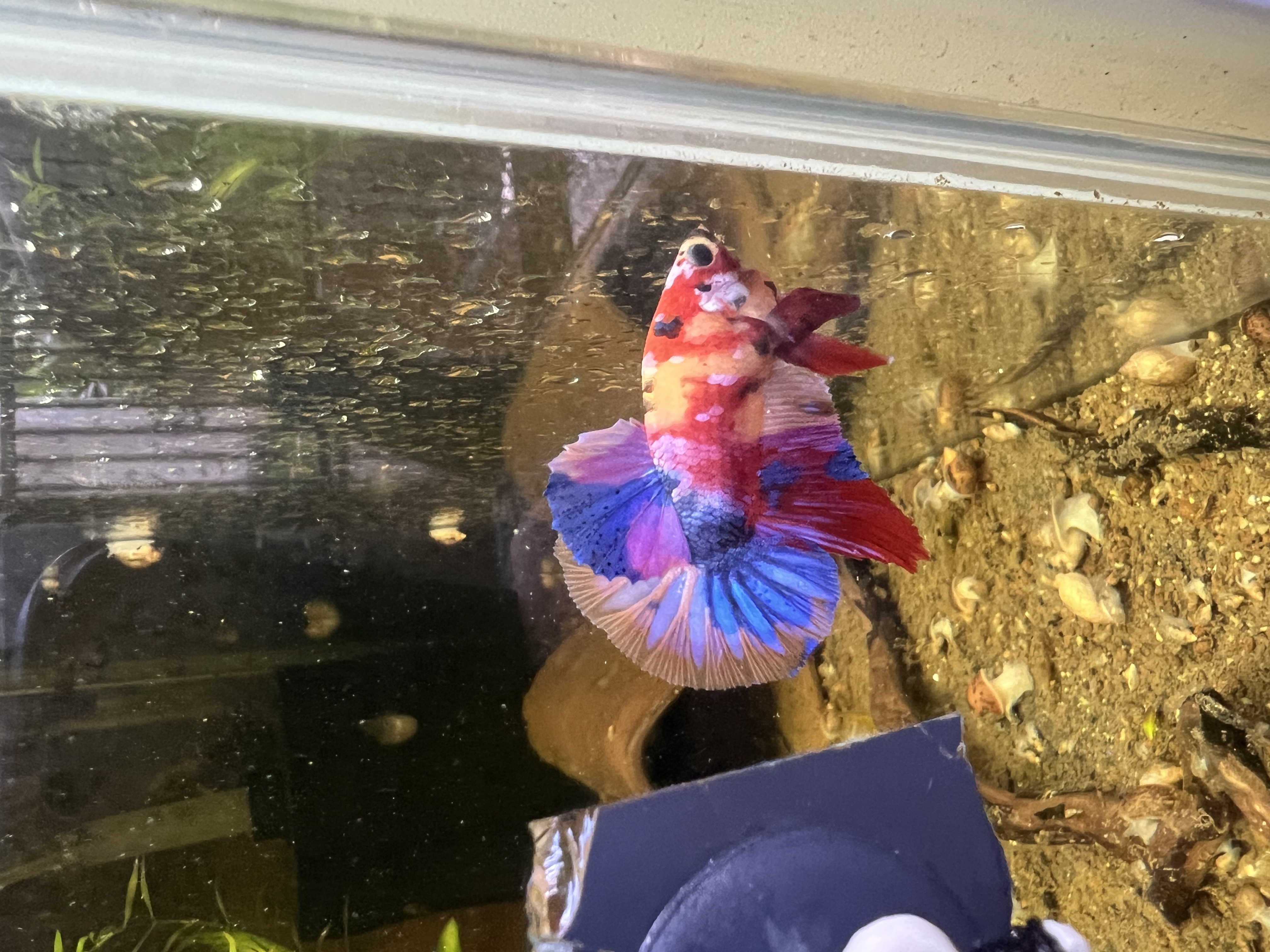 Ikan Hias Black River Tropical 043