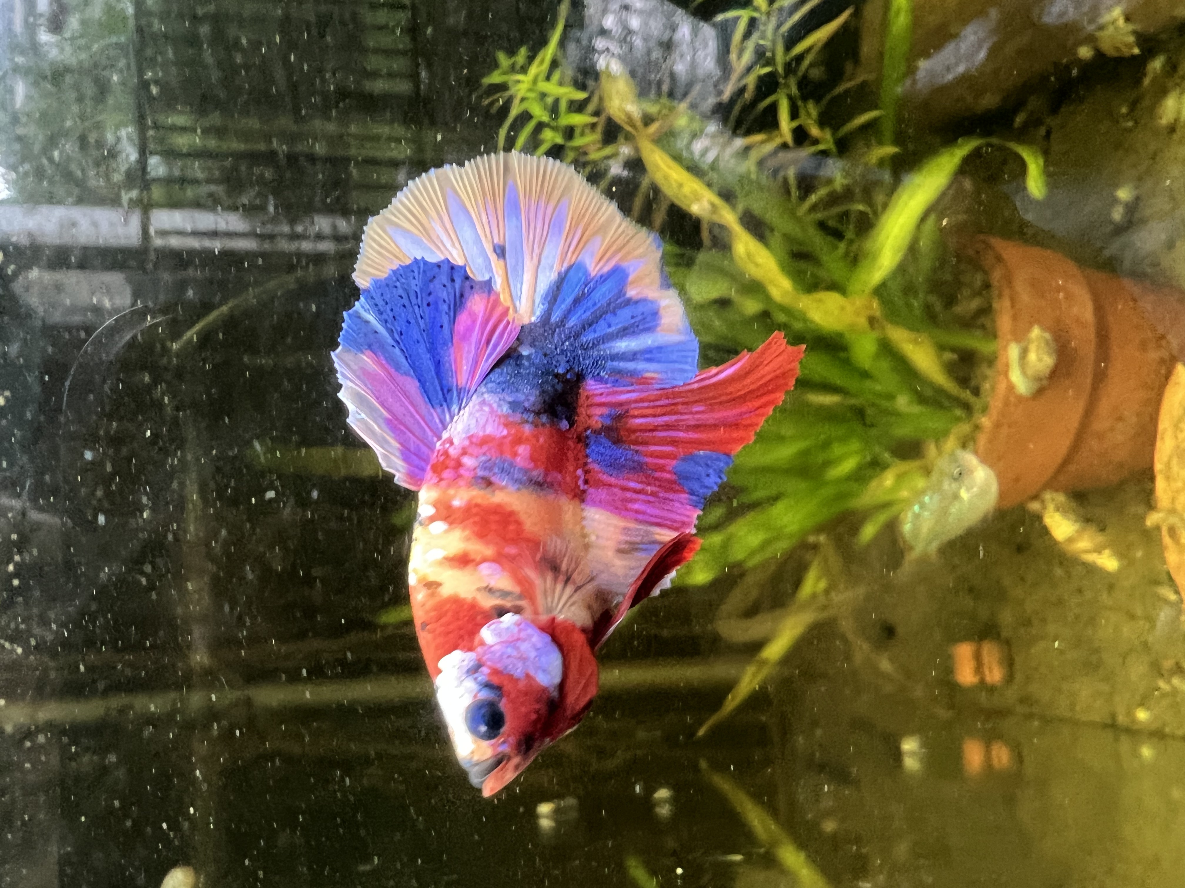 Ikan Hias Black River Tropical 045
