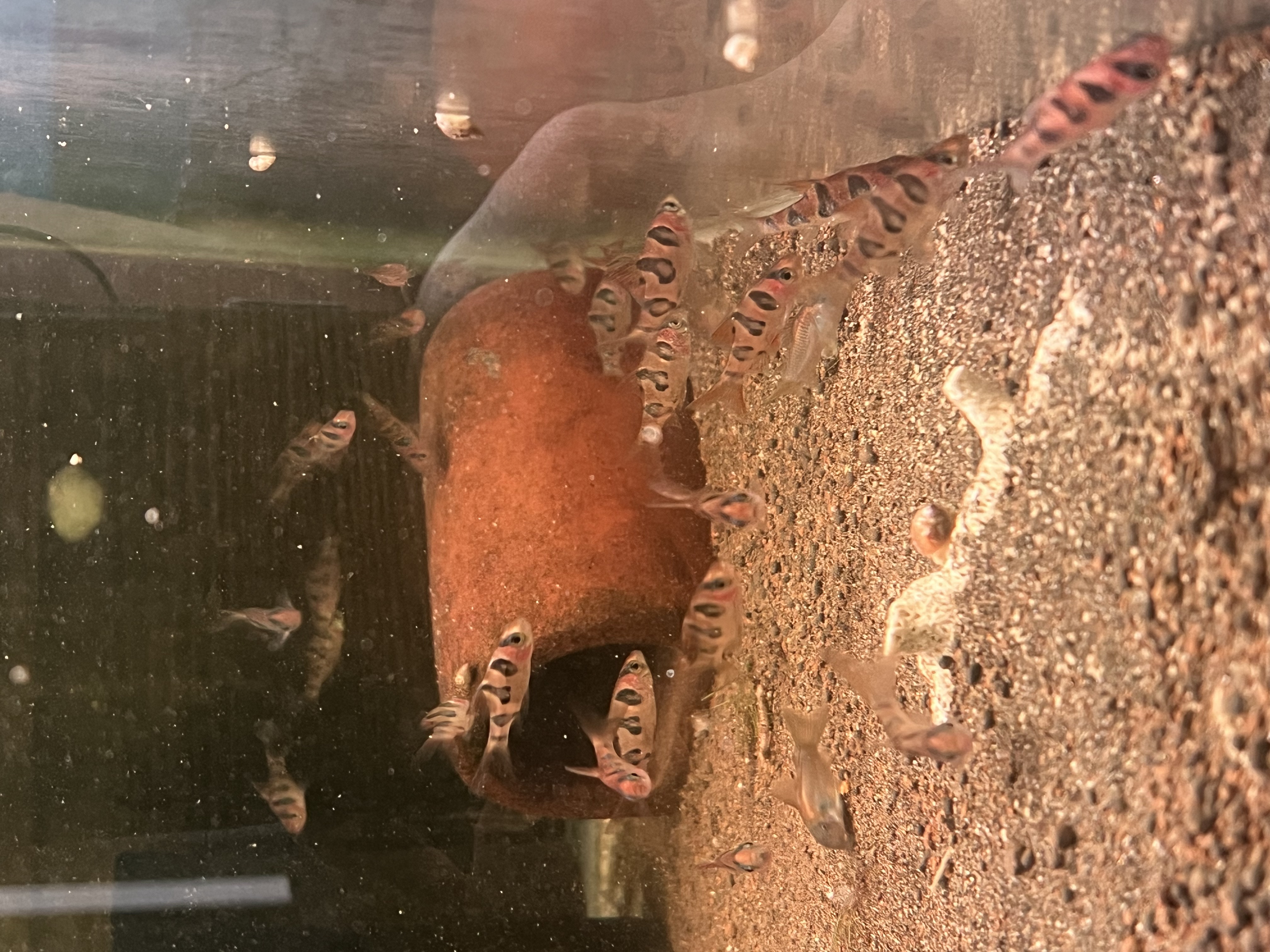 Ikan Hias Black River Tropical 047