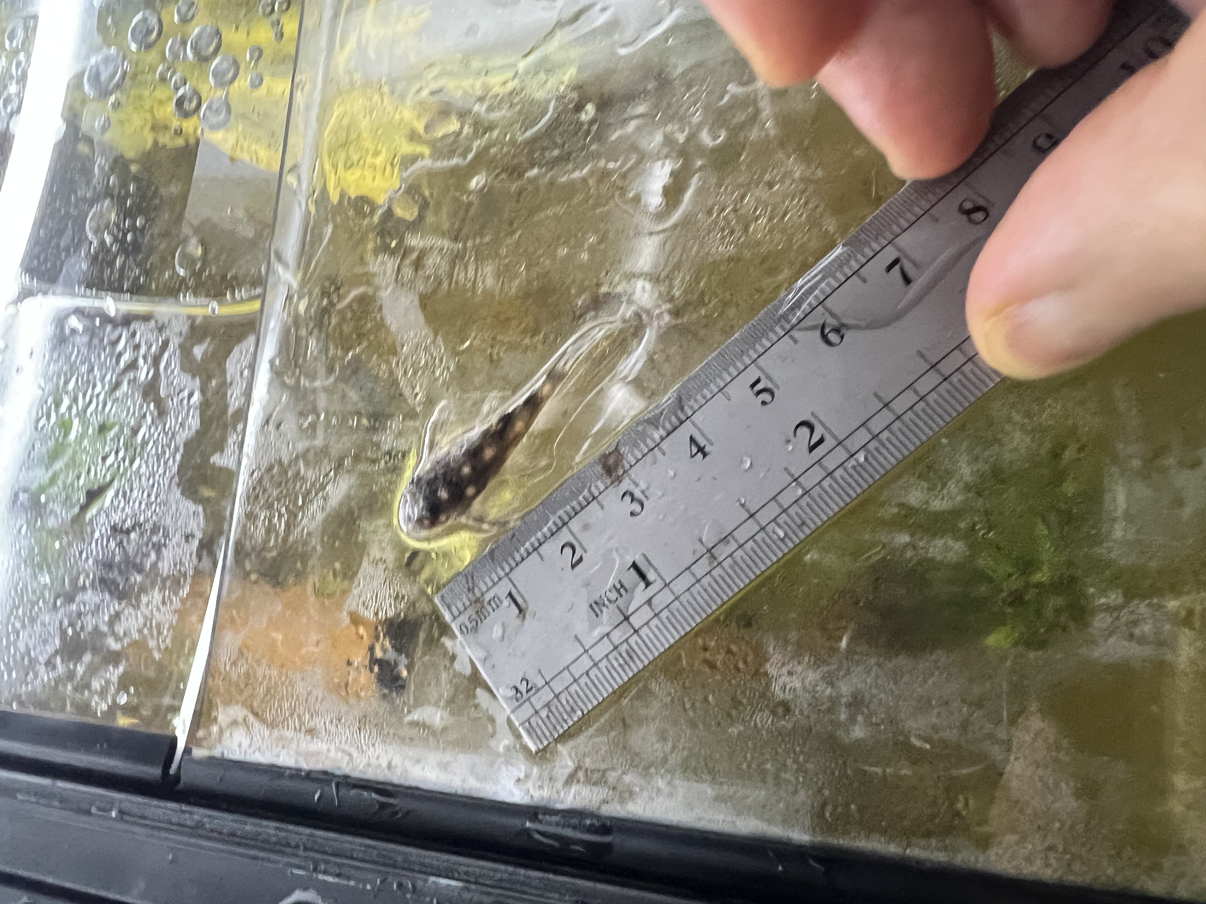 Ikan Hias Black River Tropical 048