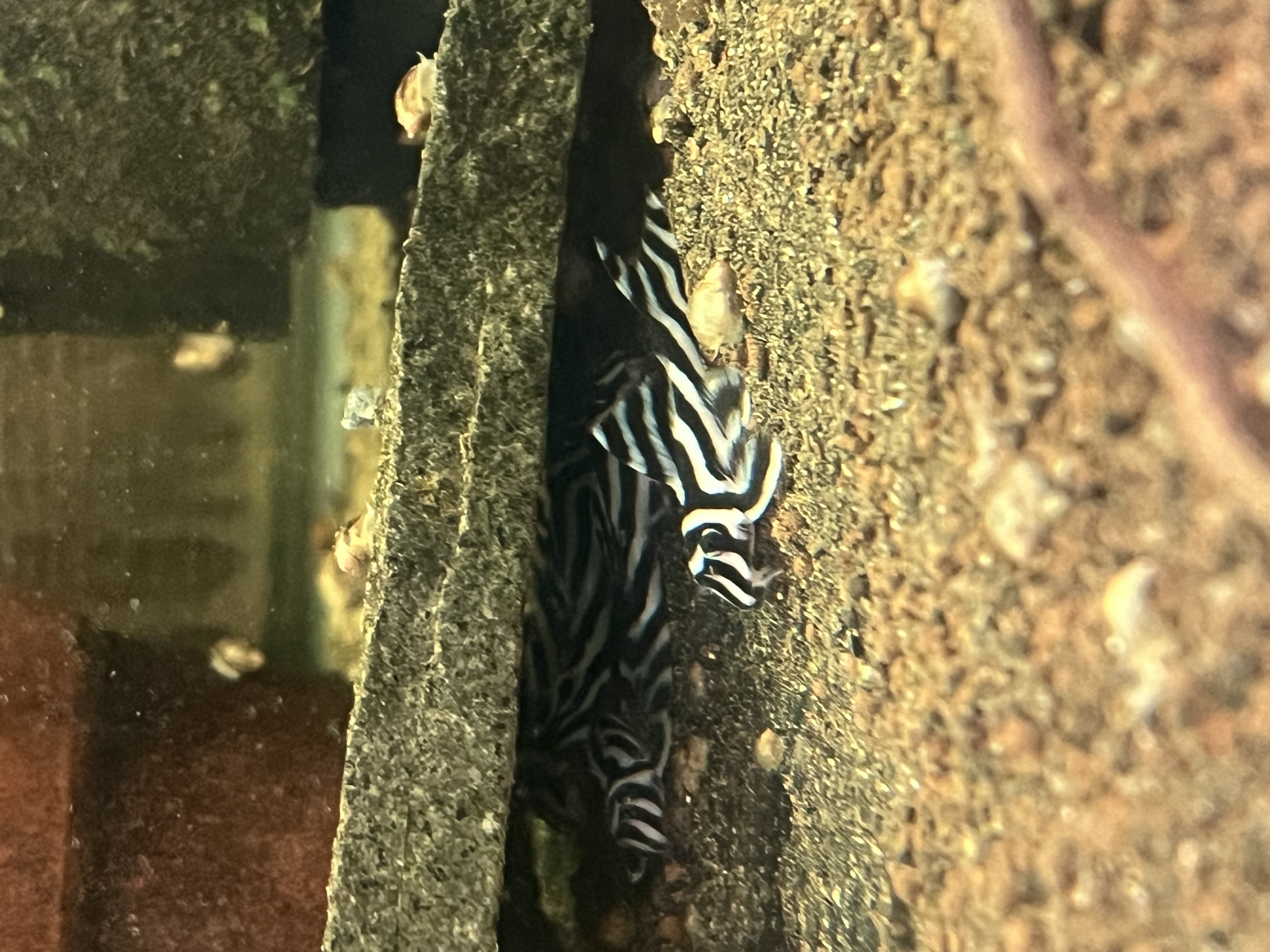 Ikan Hias Black River Tropical 049