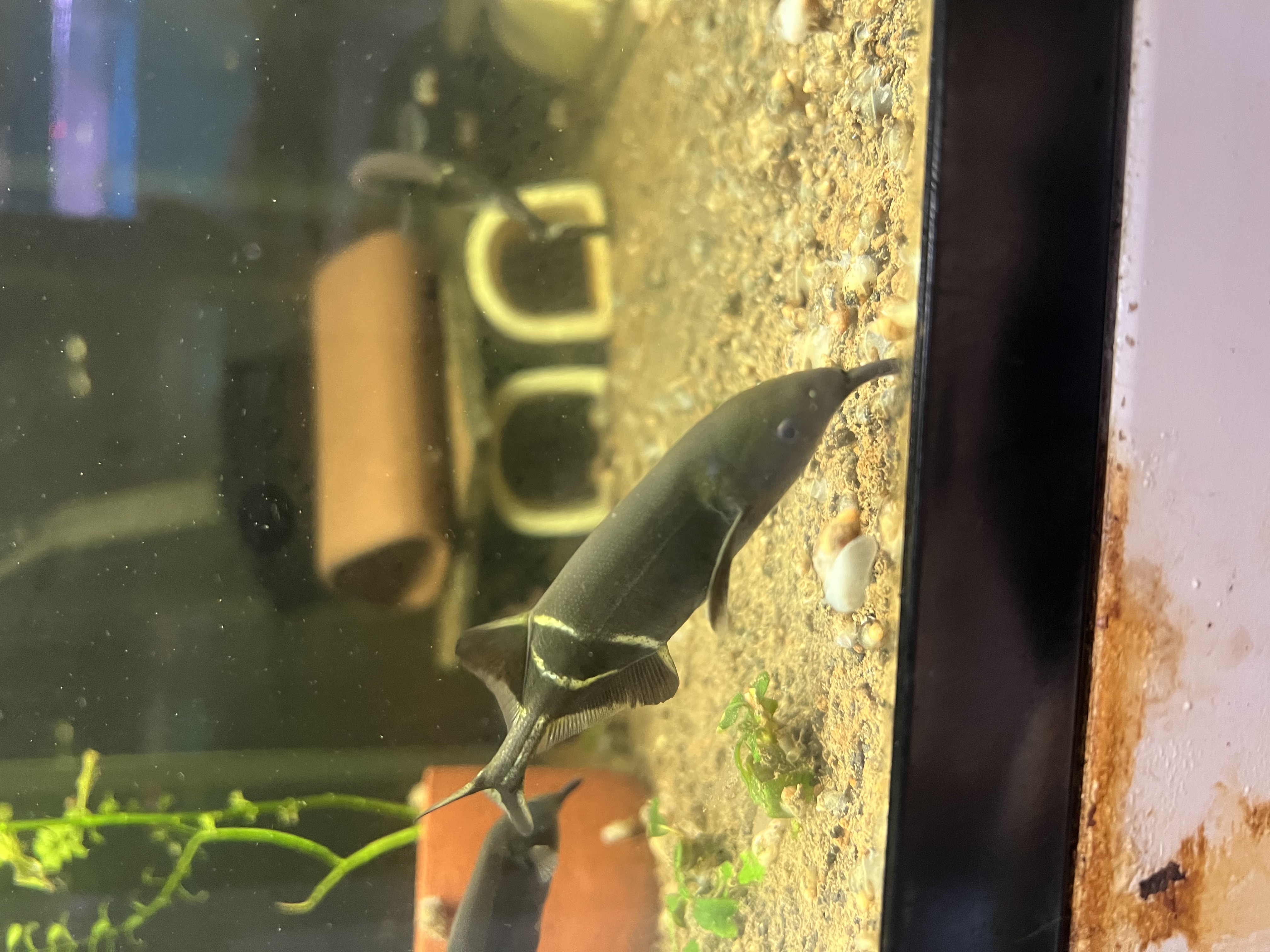 Ikan Hias Black River Tropical 051
