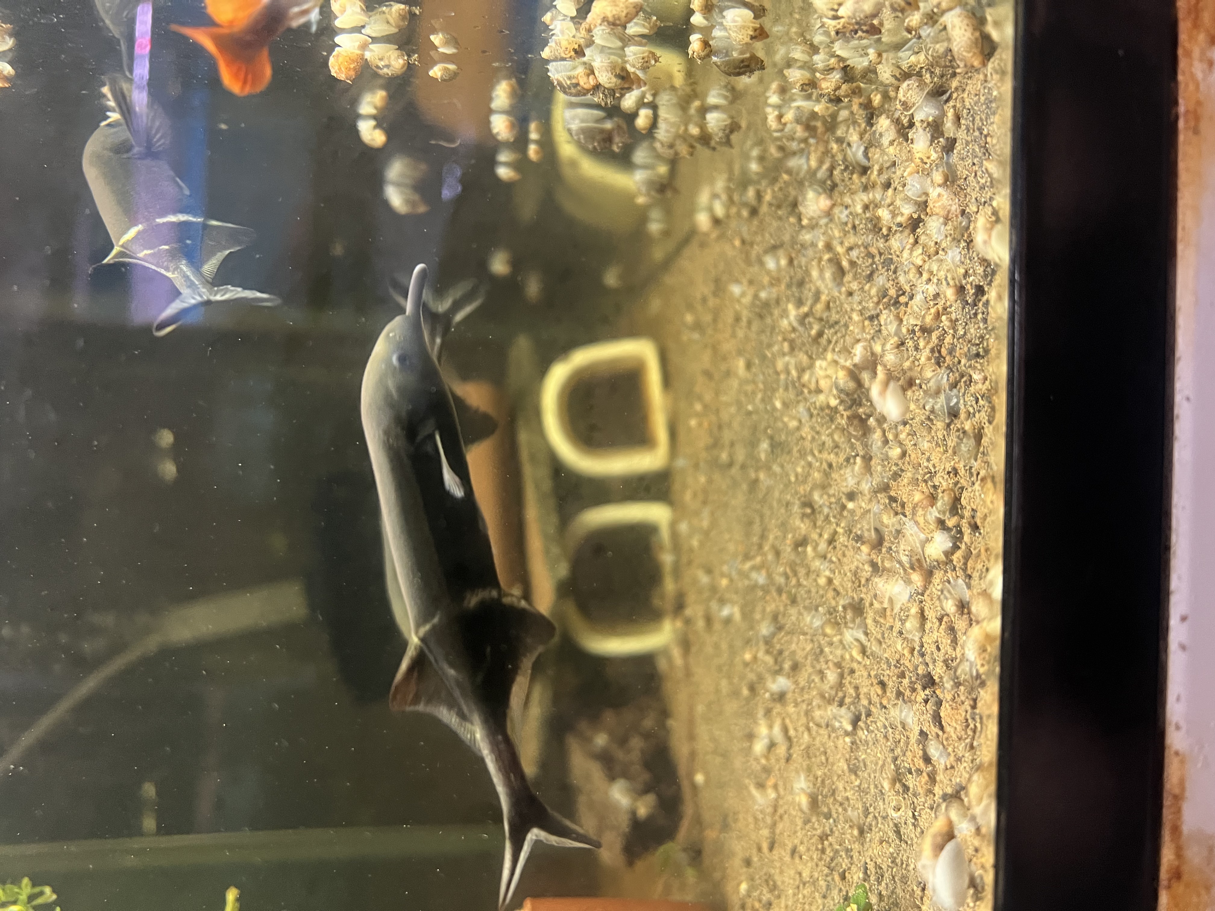 Ikan Hias Black River Tropical 052