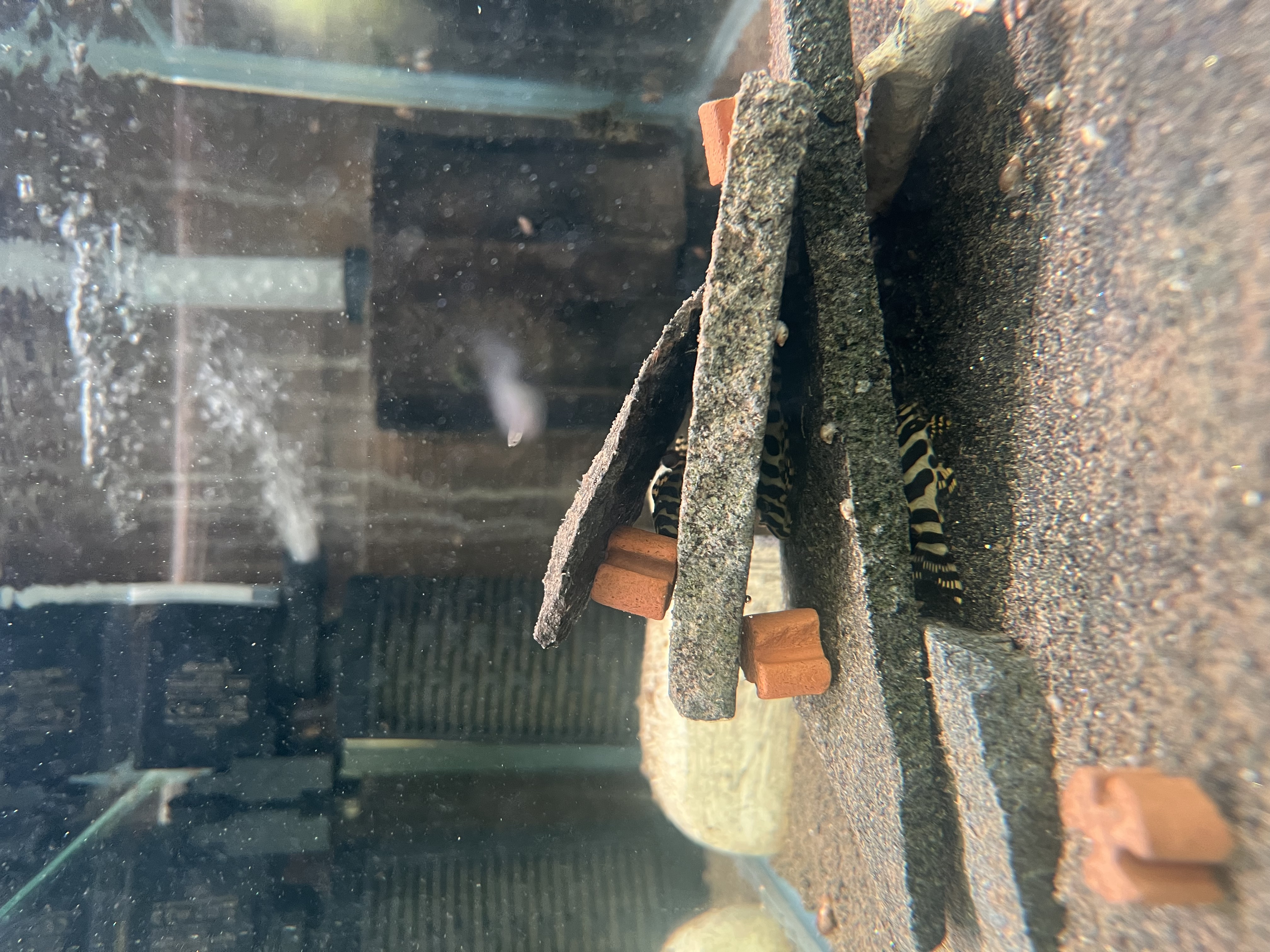 Ikan Hias Black River Tropical 054