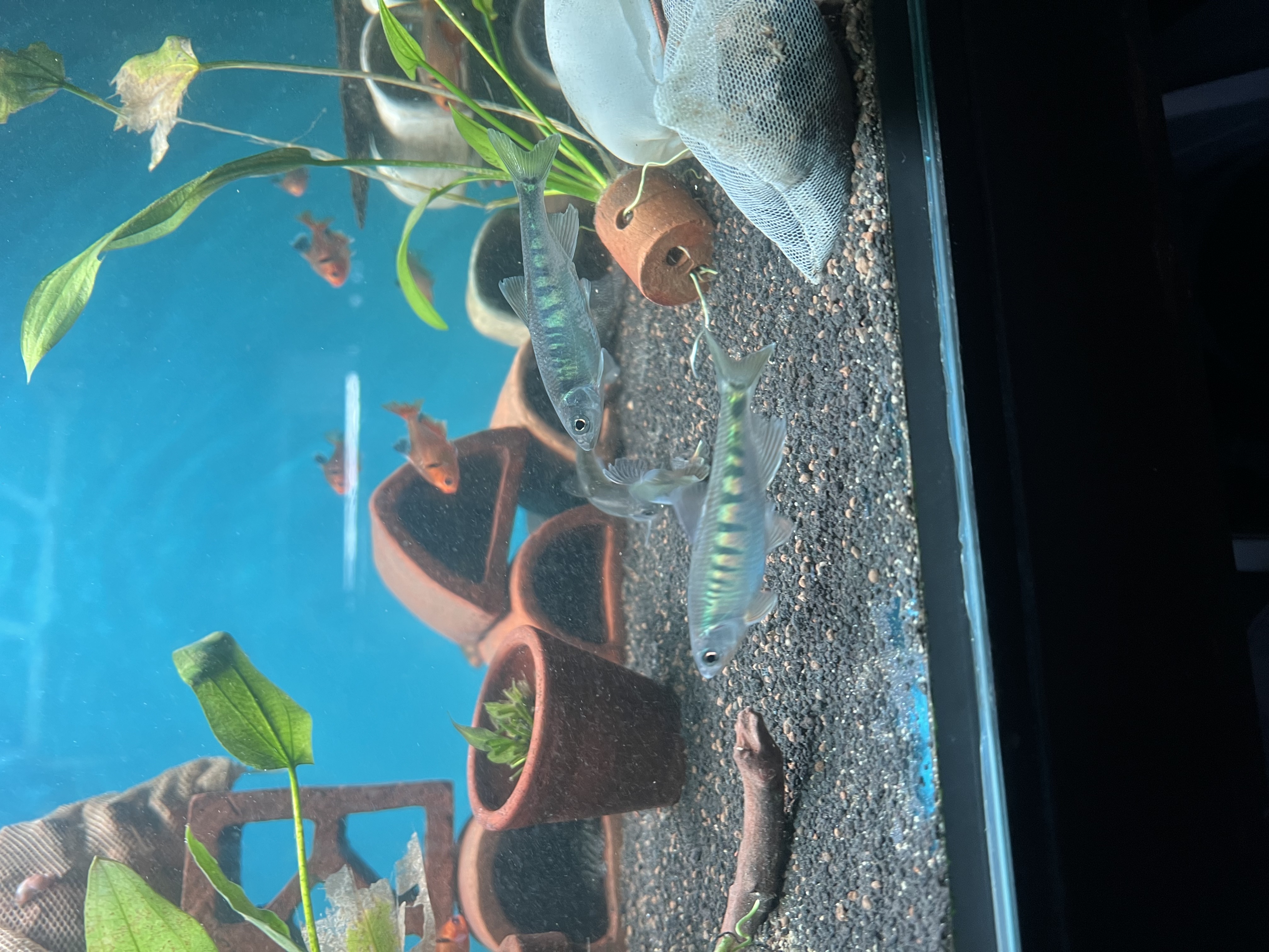 Ikan Hias Black River Tropical 055