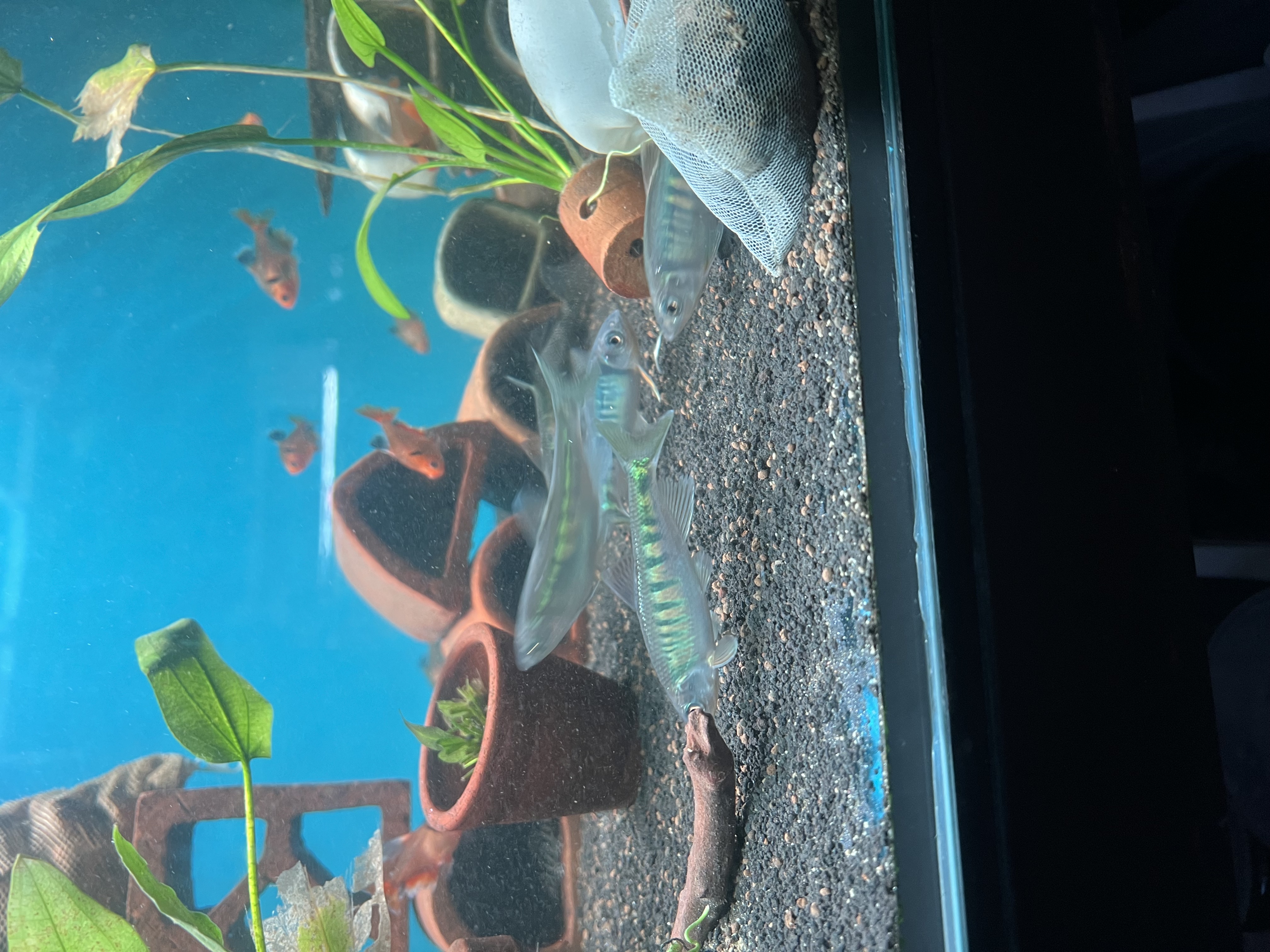 Ikan Hias Black River Tropical 056