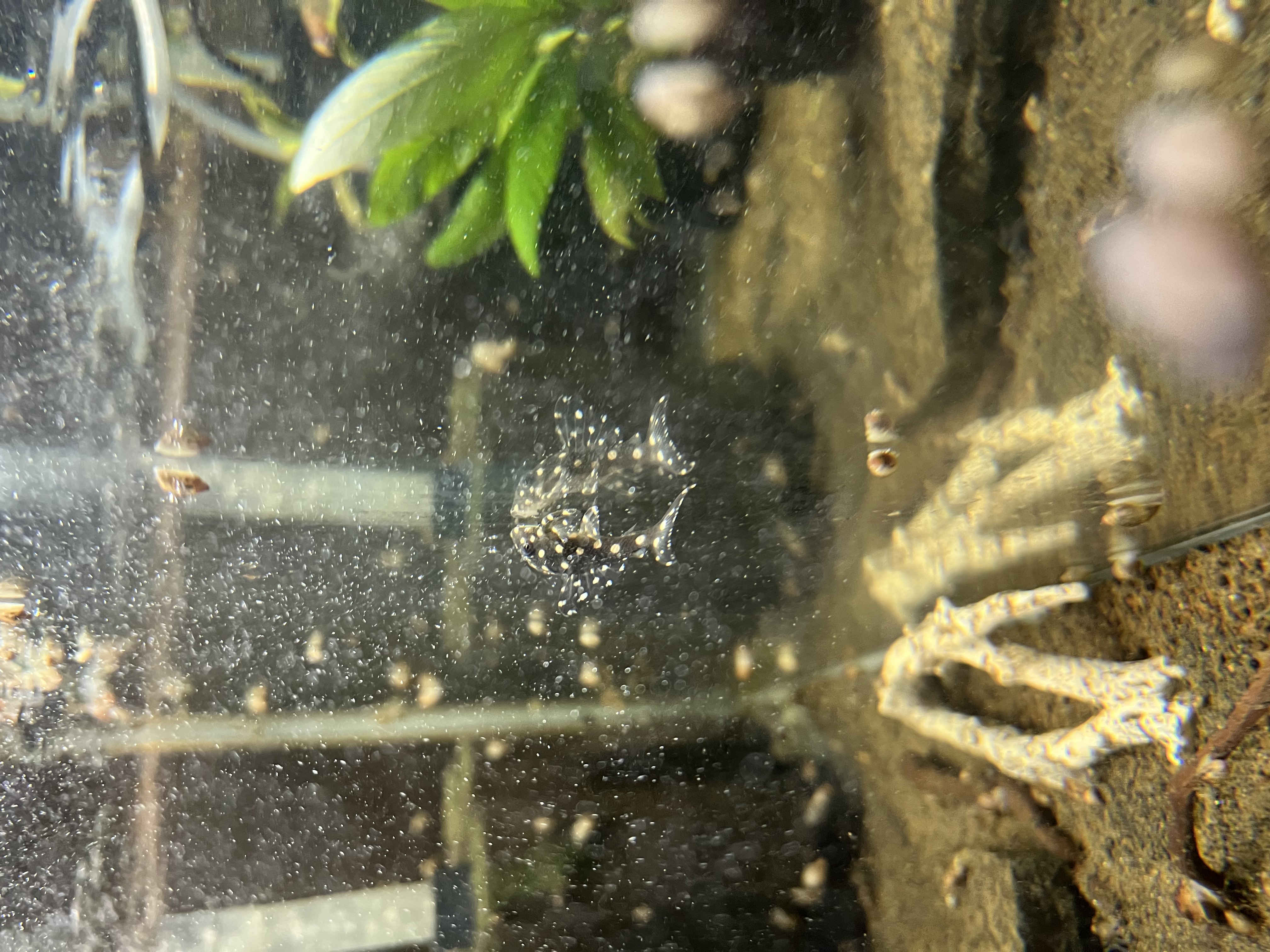Ikan Hias Black River Tropical 057