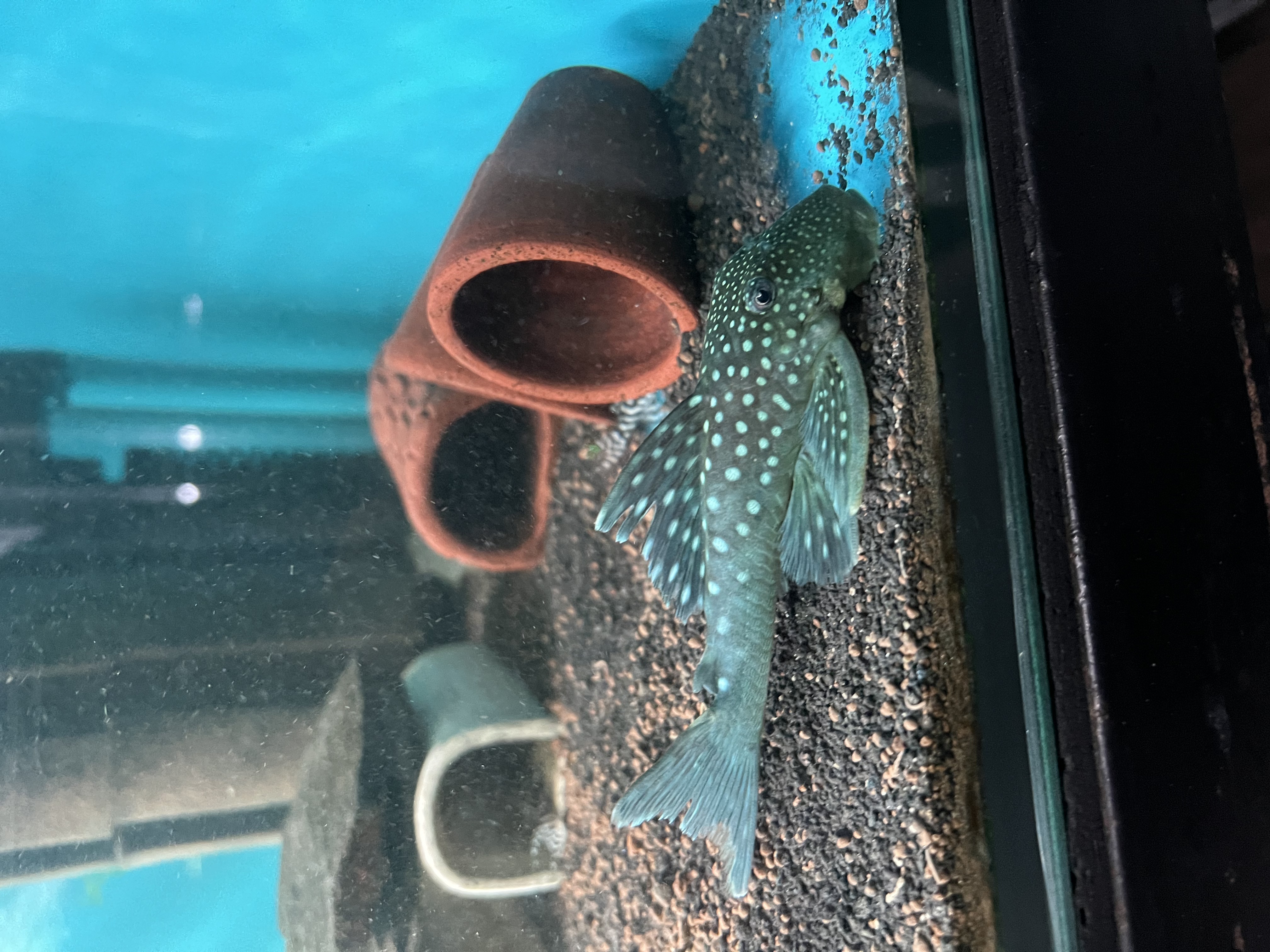Ikan Hias Black River Tropical 058