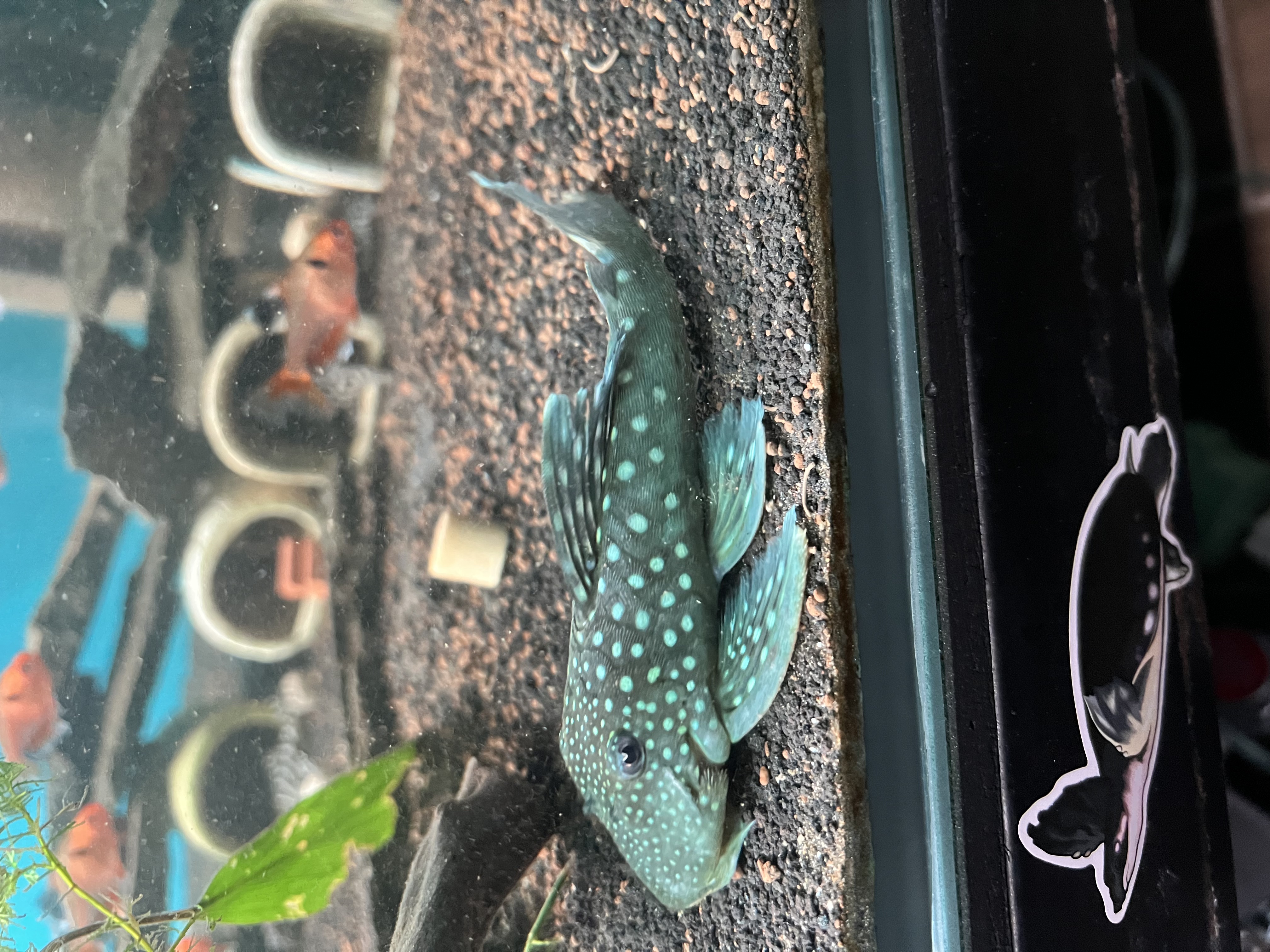 Ikan Hias Black River Tropical 061