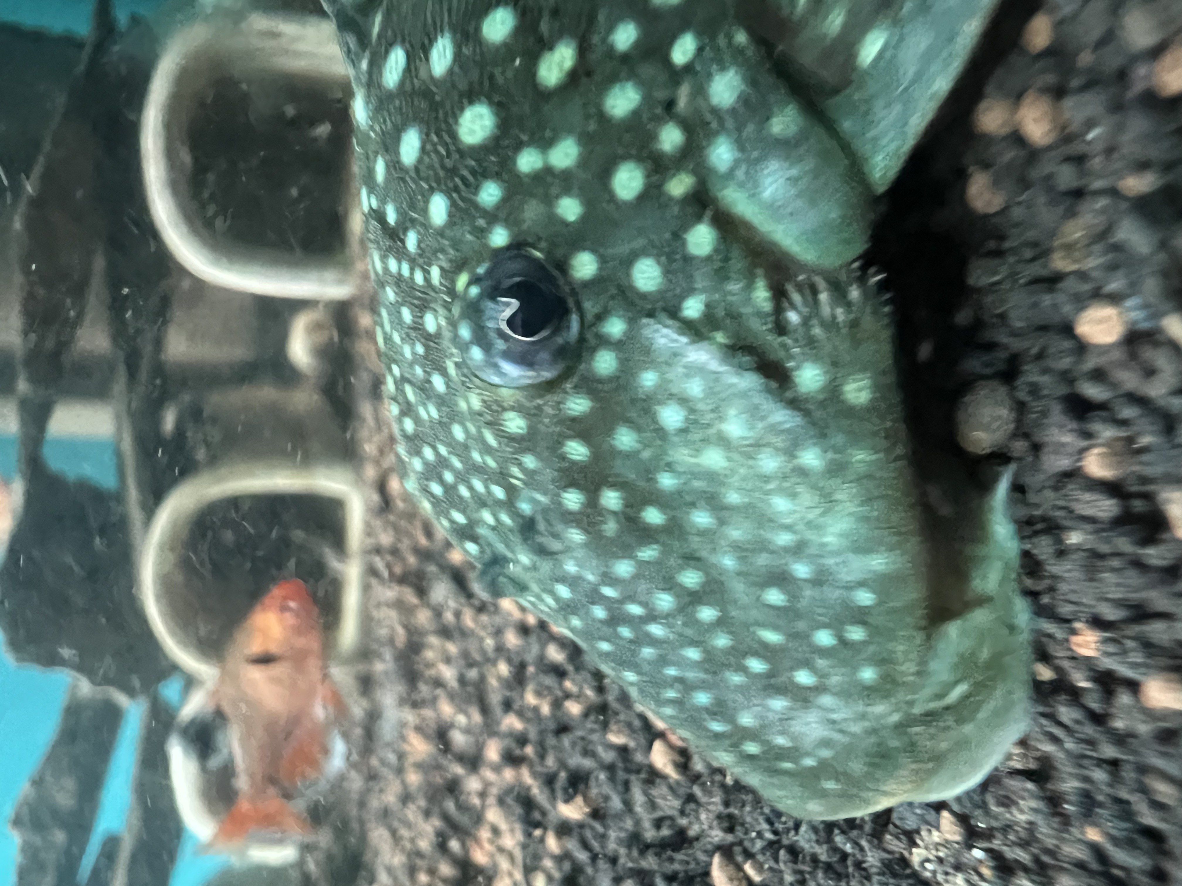 Ikan Hias Black River Tropical 062