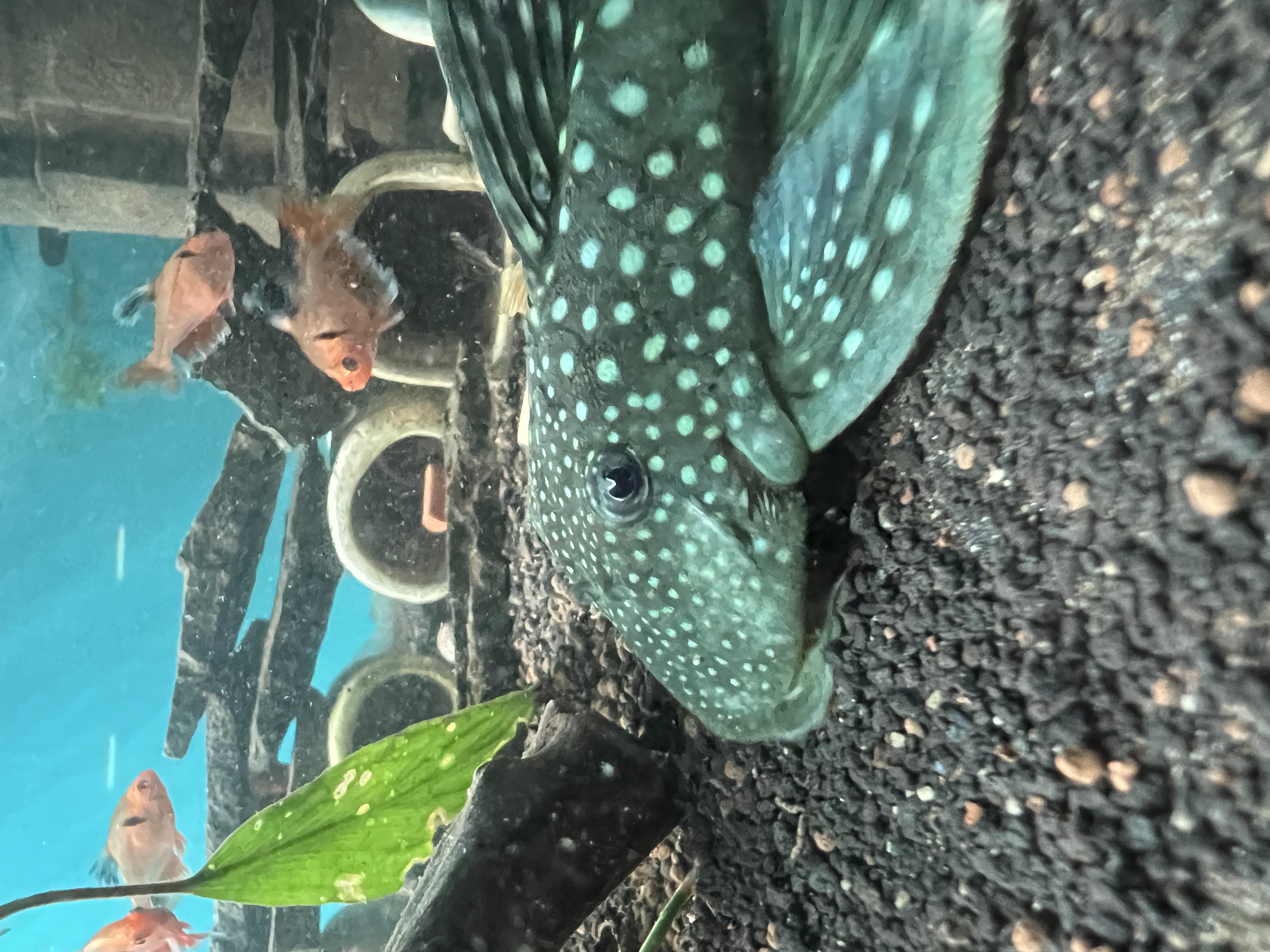 Ikan Hias Black River Tropical 063