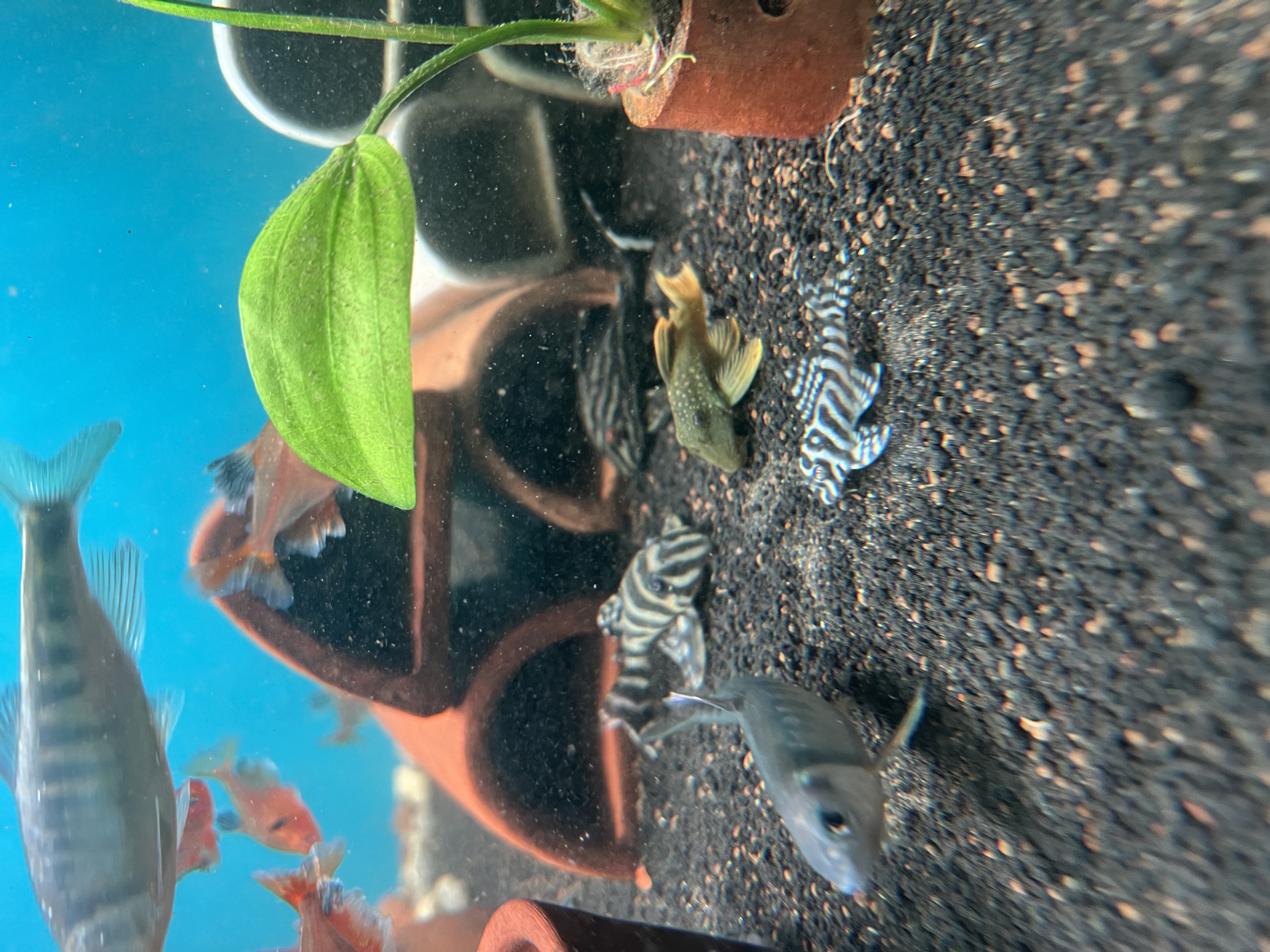 Ikan Hias Black River Tropical 065
