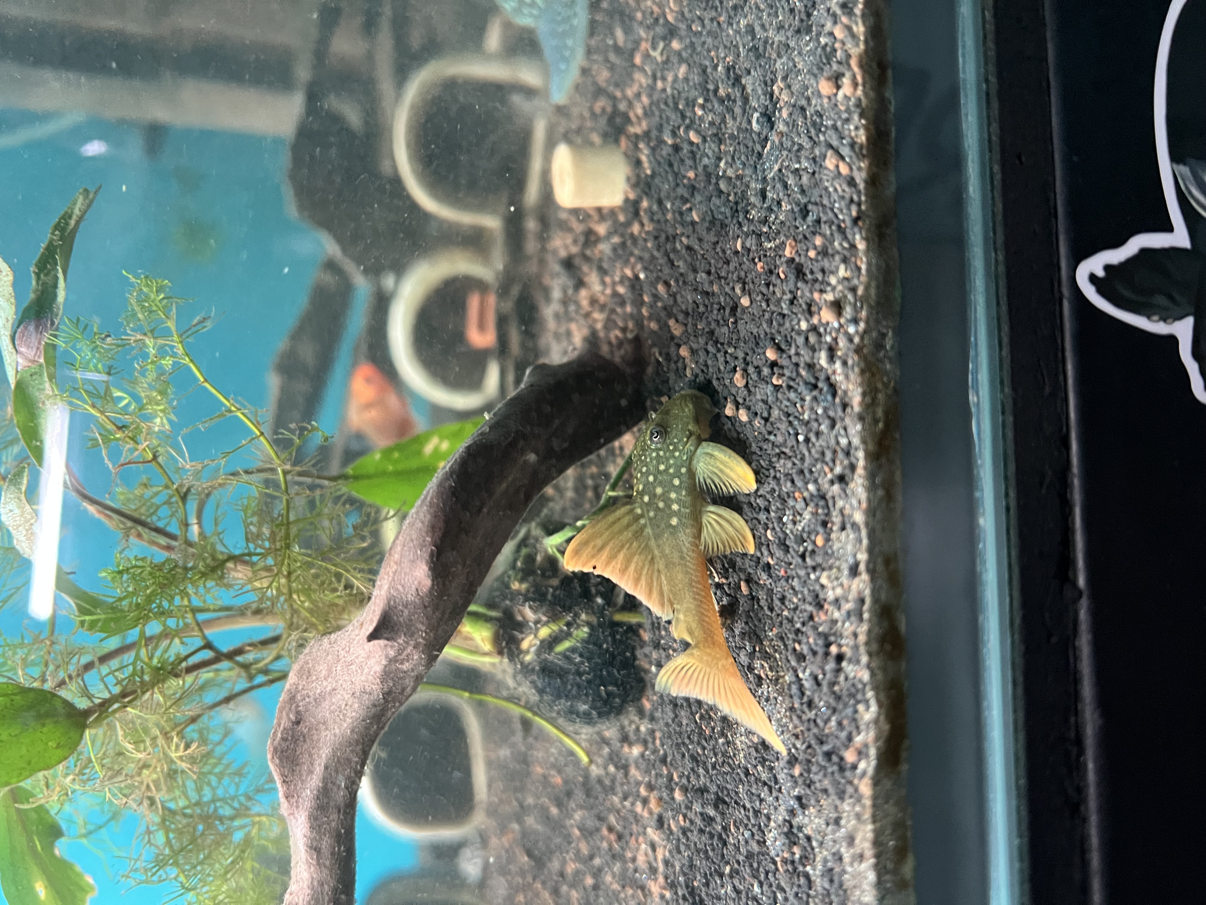 Ikan Hias Black River Tropical 066