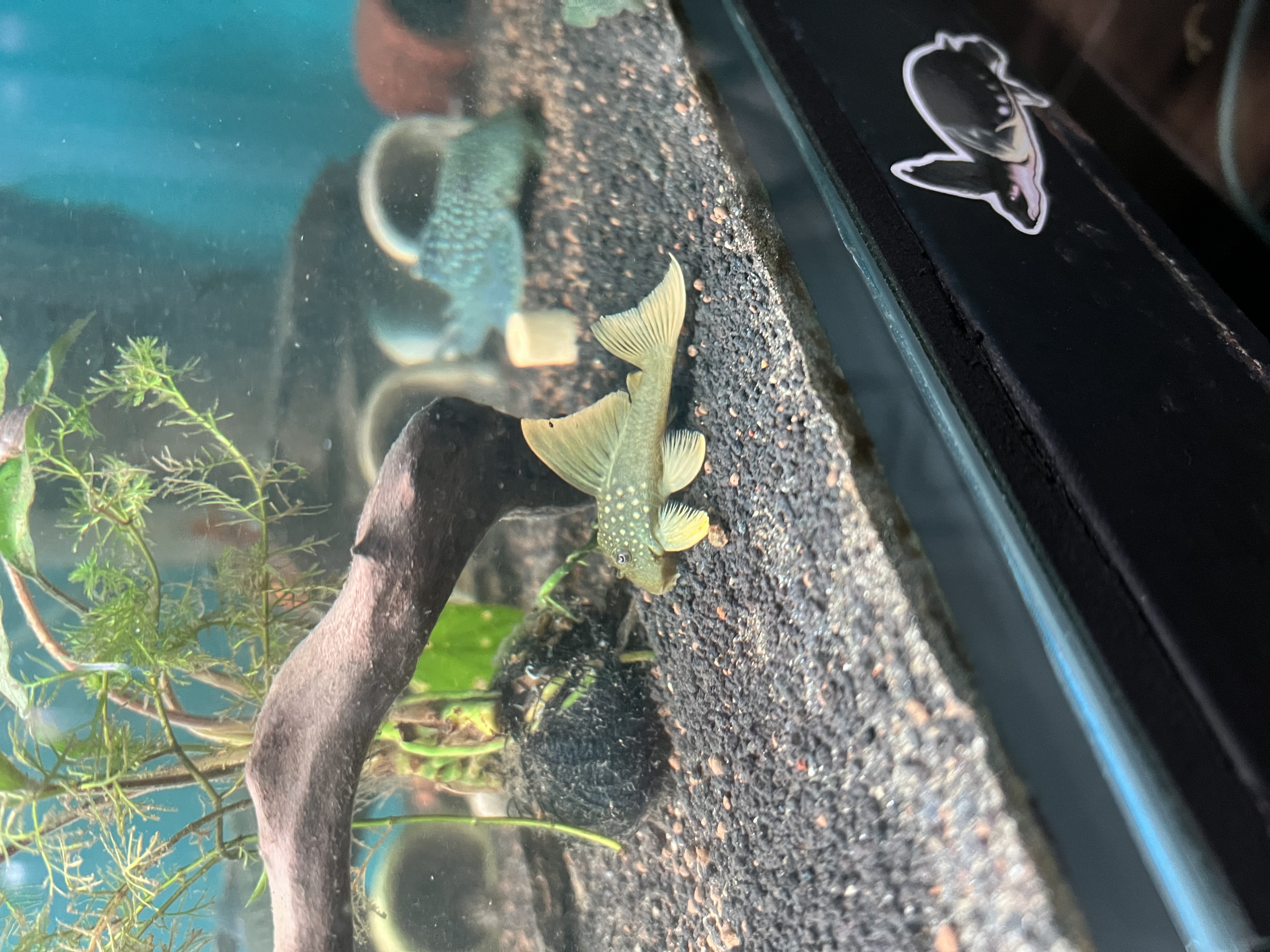 Ikan Hias Black River Tropical 067
