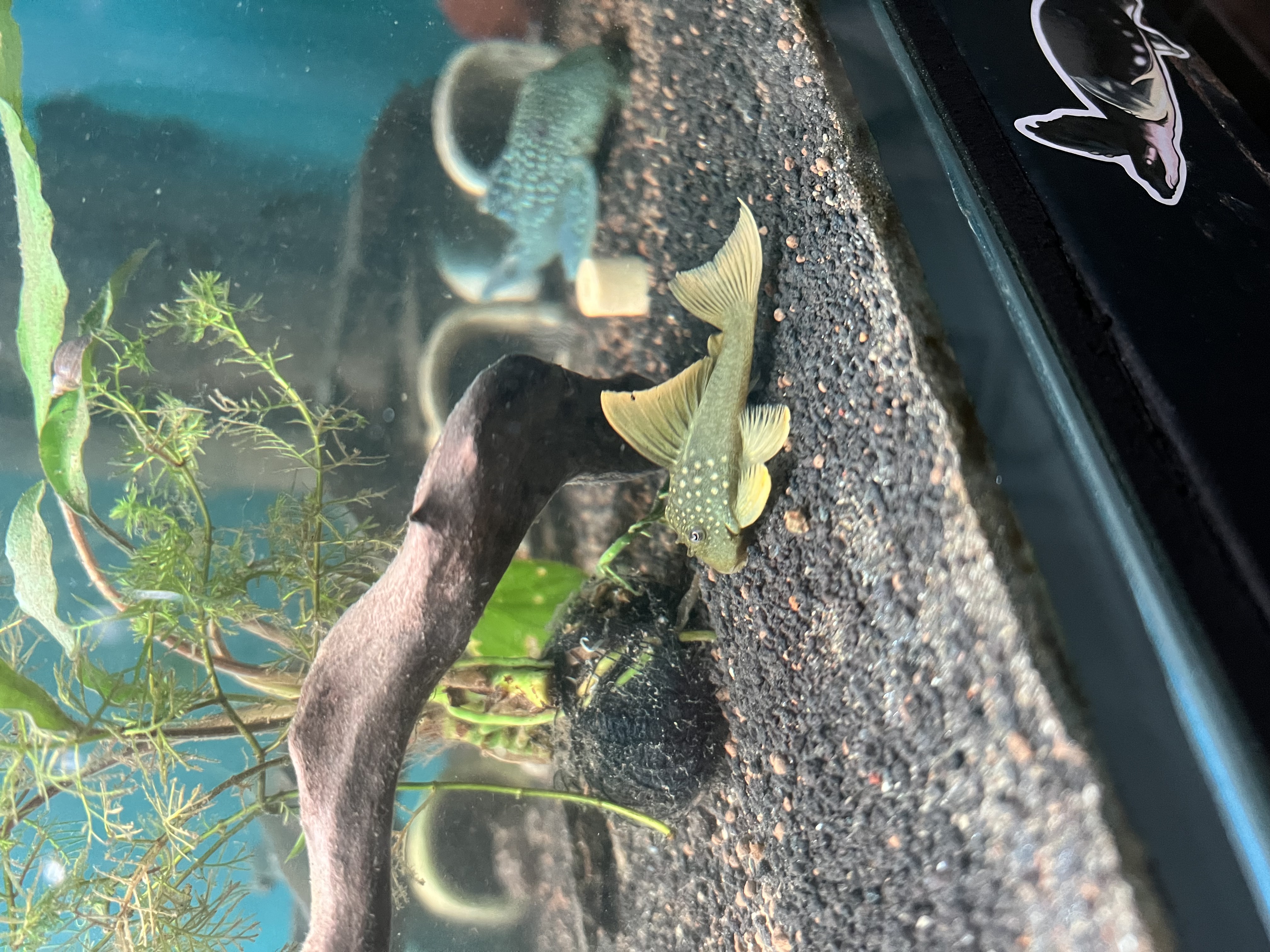 Ikan Hias Black River Tropical 068