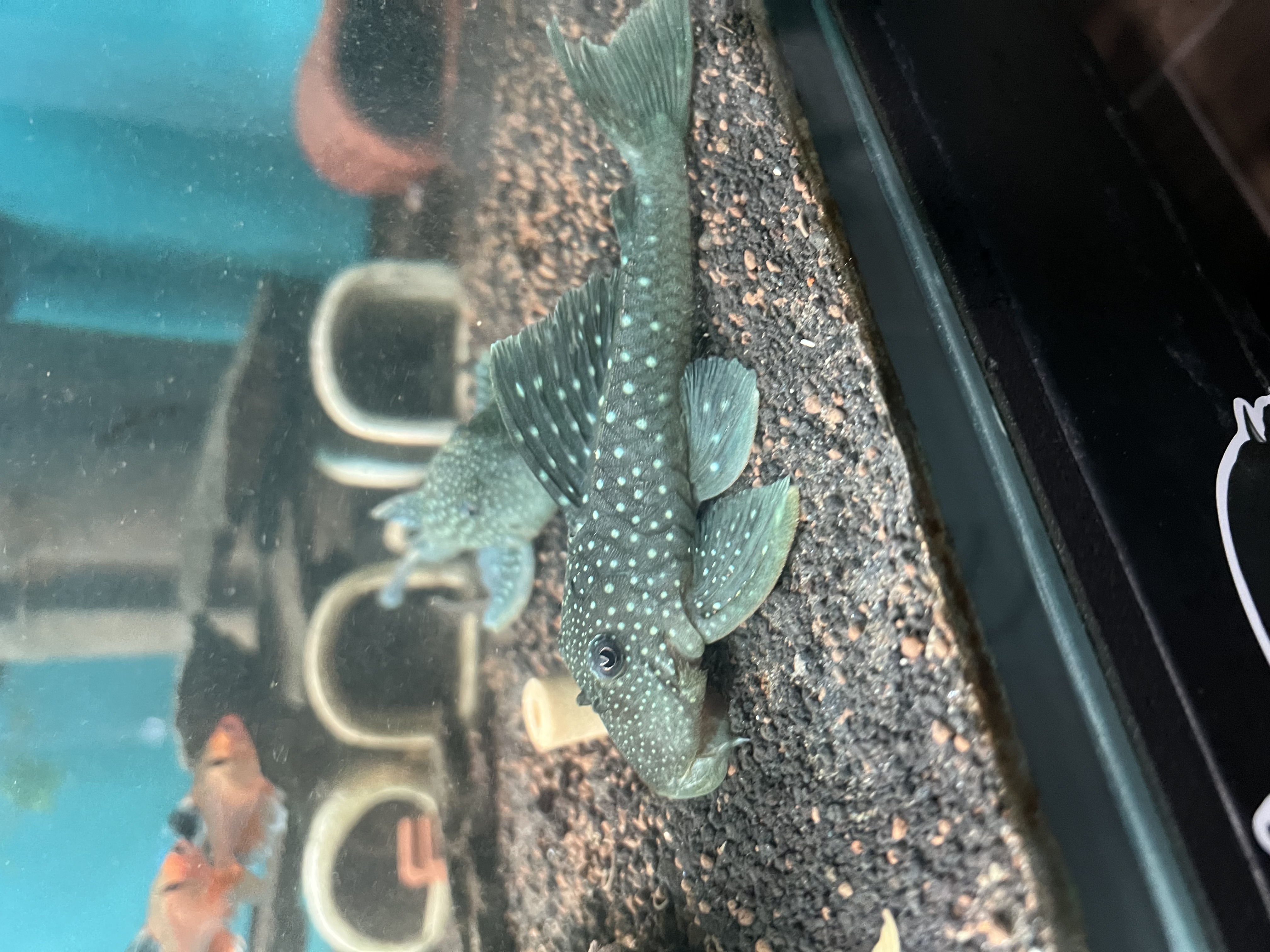 Ikan Hias Black River Tropical 069