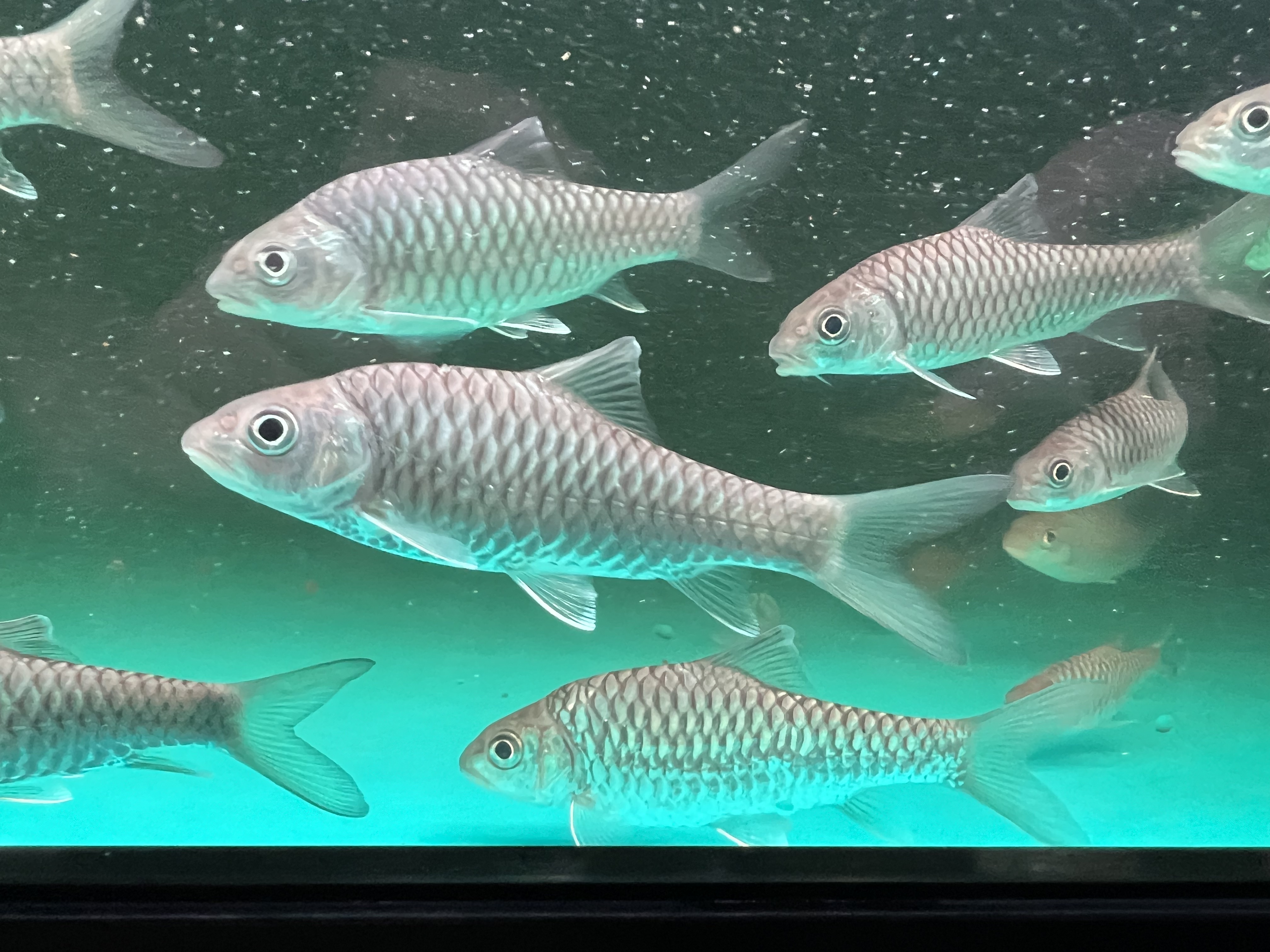 Ikan Hias Black River Tropical 070