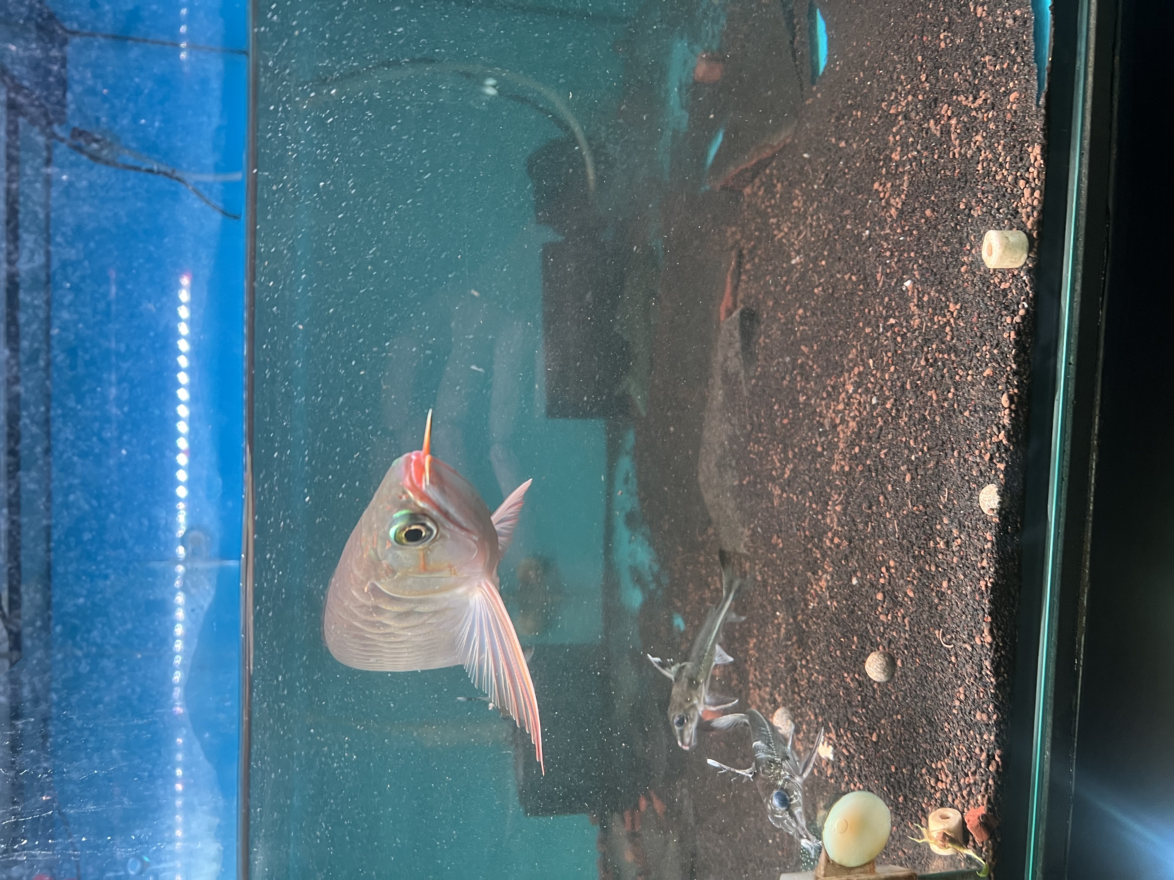 Ikan Hias Black River Tropical 071