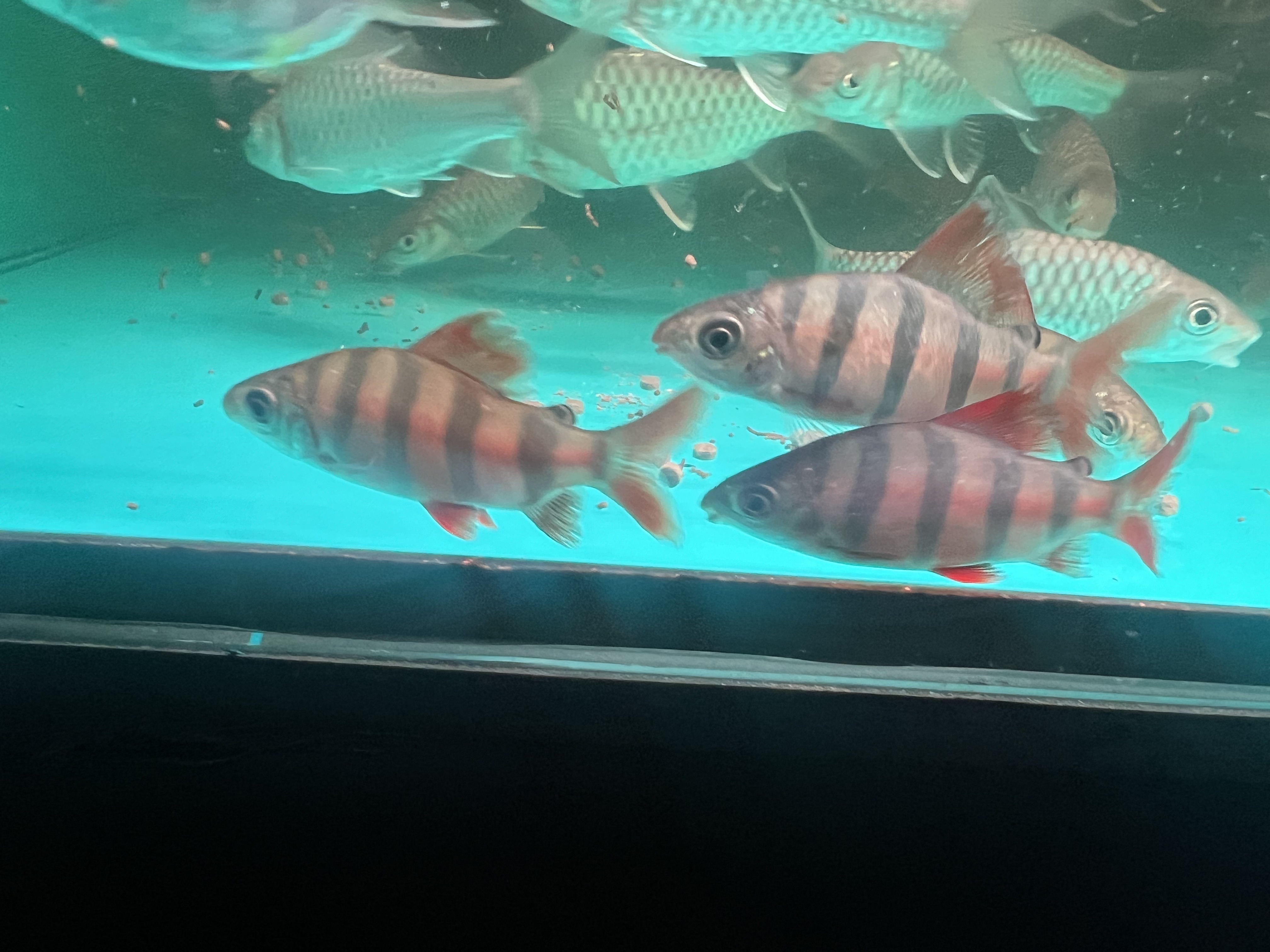 Ikan Hias Black River Tropical 072