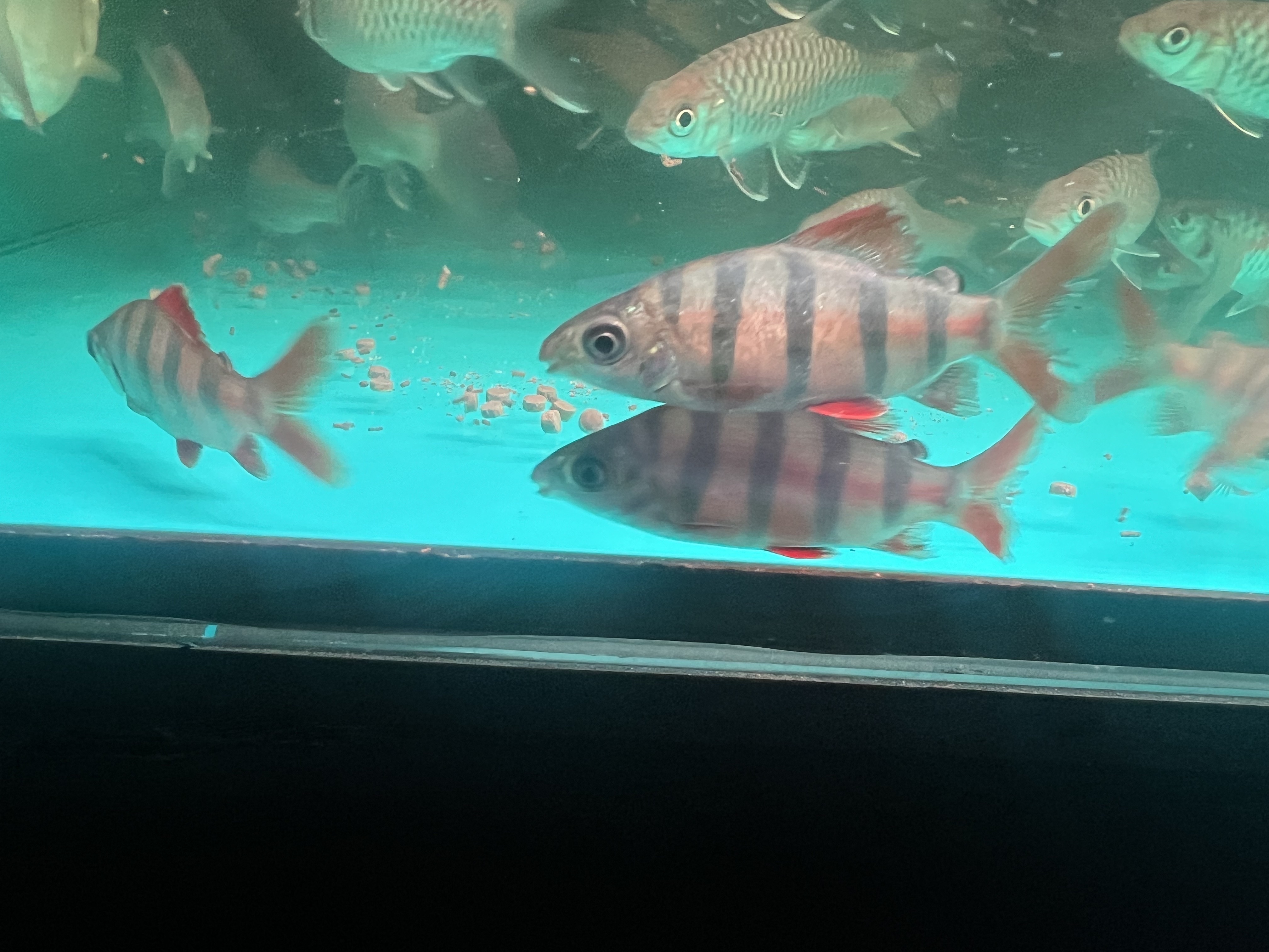 Ikan Hias Black River Tropical 073